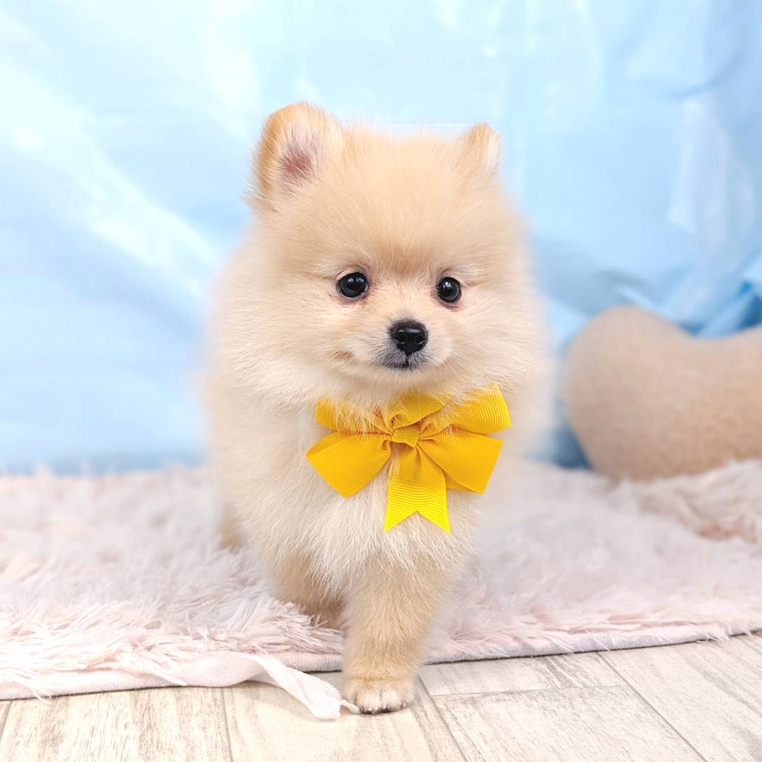 兵庫県のポメラニアン (犬の家＆猫の里川西店/2025年5月12日生まれ/男の子/クリーム)の子犬の1枚目の画像