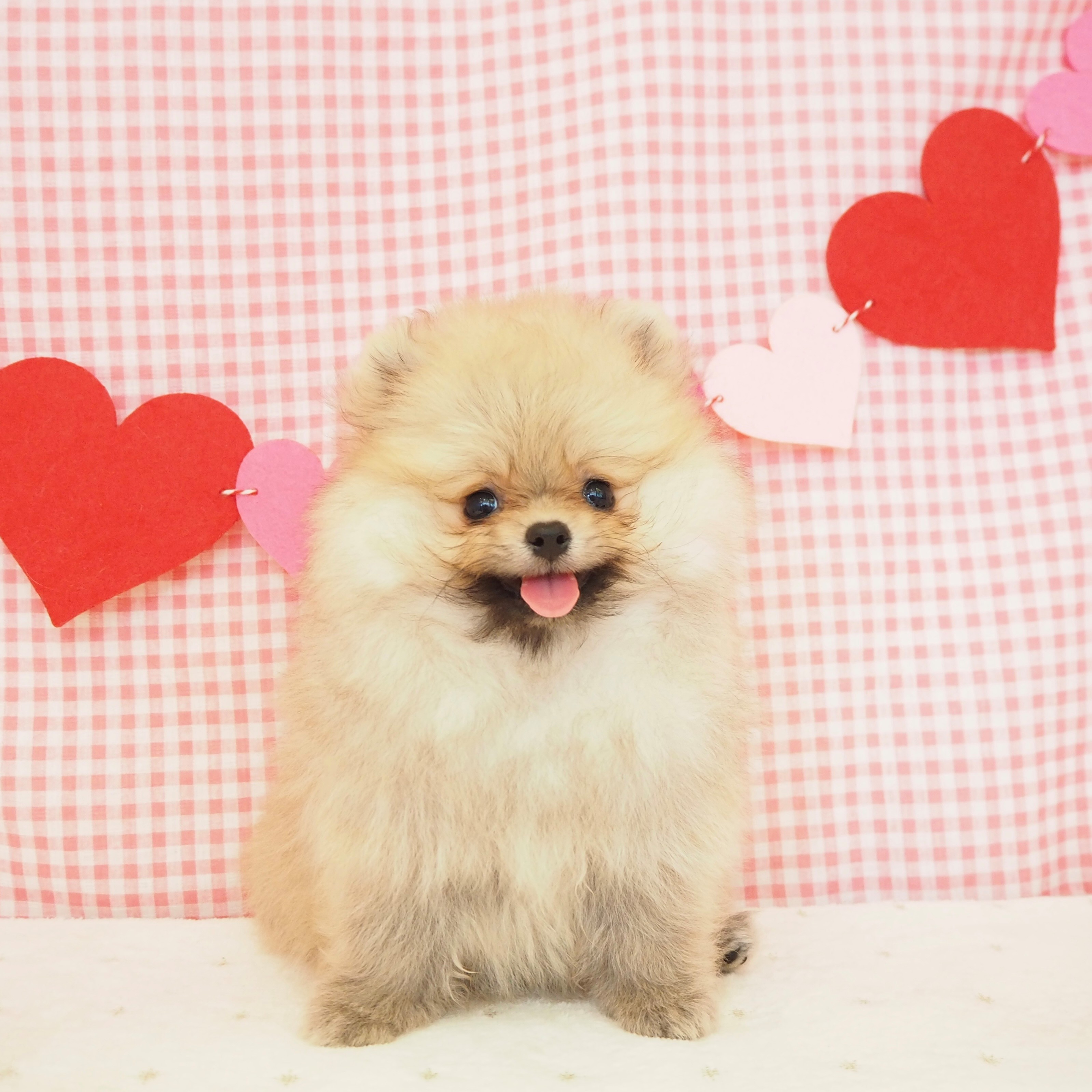 大阪府のポメラニアン (犬の家&猫の里もりのみやキューズモールBASE店/2025年5月15日生まれ/男の子/オレンジセーブル)の子犬