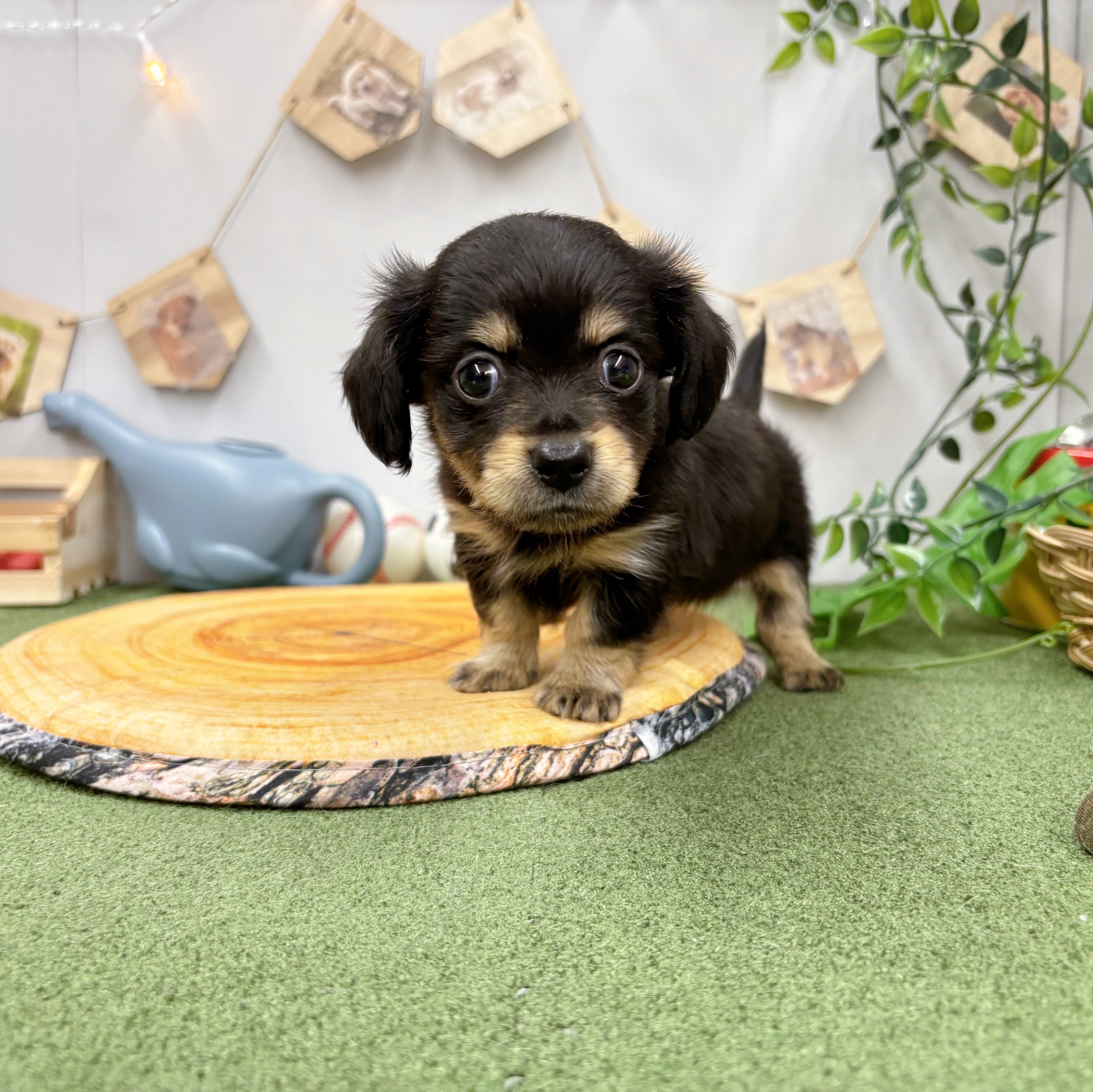 千葉県のチワックス(チワワ×ダックス) (犬の家＆猫の里ワンズモール稲毛店/2025年5月20日生まれ/女の子/ブラックタン)の子犬の1枚目の画像