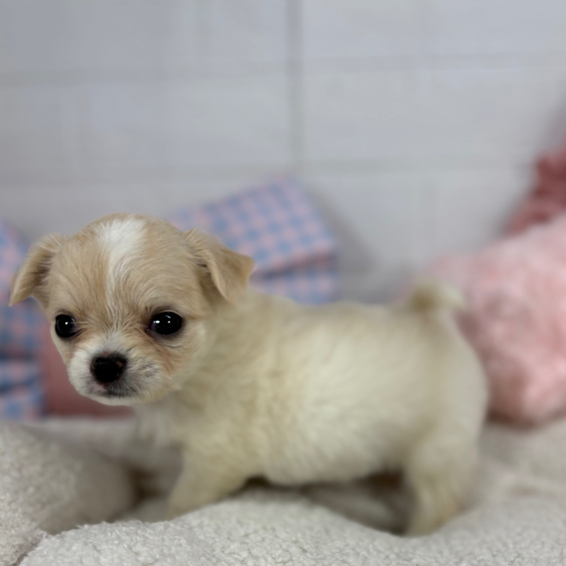 神奈川県のチワワ(ロング) (犬の家＆猫の里元住吉ブレーメン通り店/2025年5月18日生まれ/女の子/クリームホワイト)の子犬の1枚目の画像