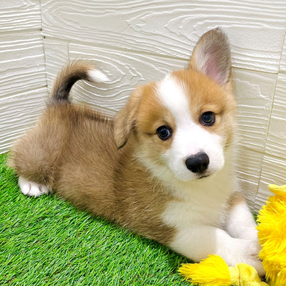 愛知県のウェルシュコーギーペンブローク (犬の家＆猫の里豊田店/2025年5月21日生まれ/男の子/レッドホワイト)の子犬の1枚目の画像