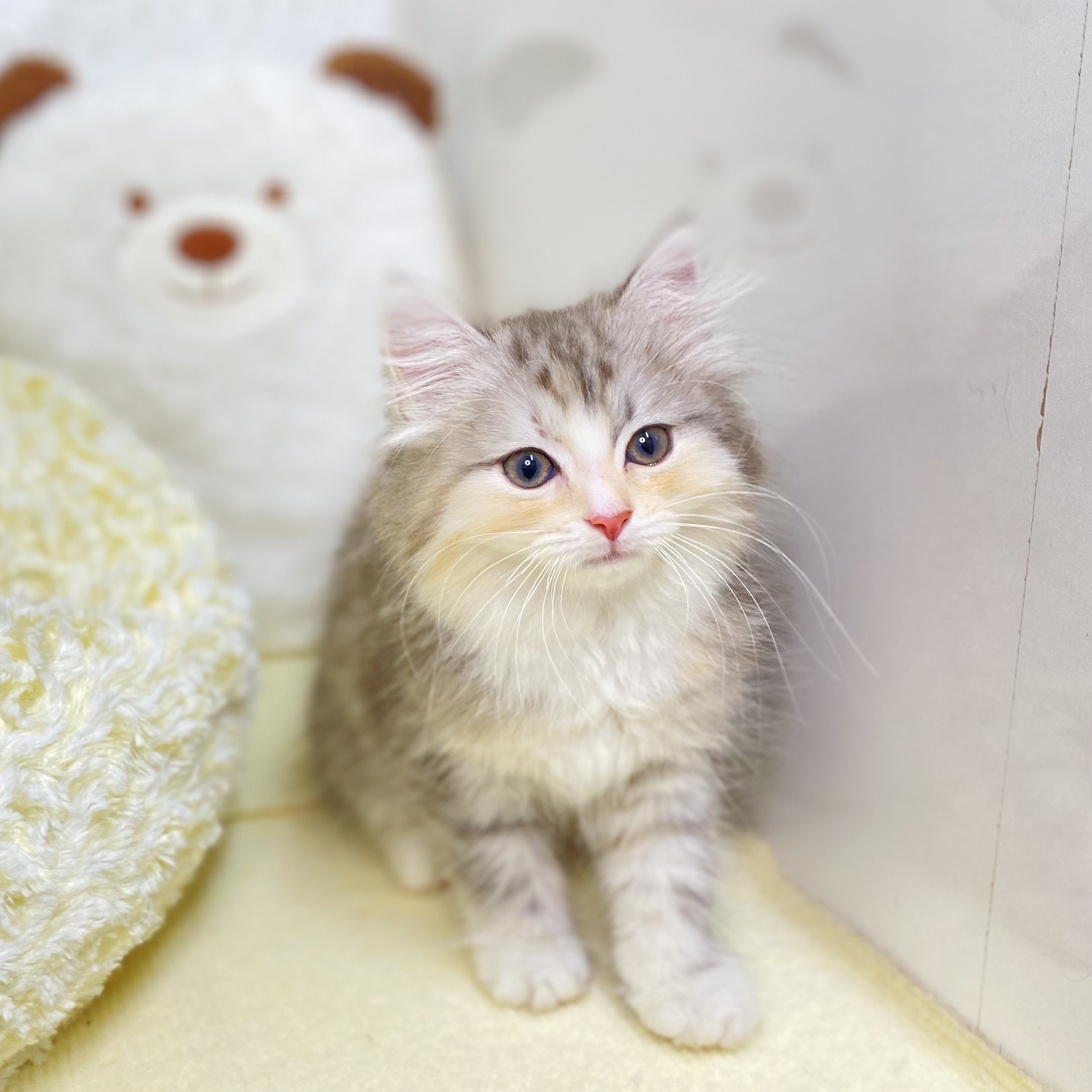 長野県のラガマフィン (犬の家＆猫の里長野店/2025年5月14日生まれ/女の子/シルバーパッチドタビーホワイト)の子猫の1枚目の画像