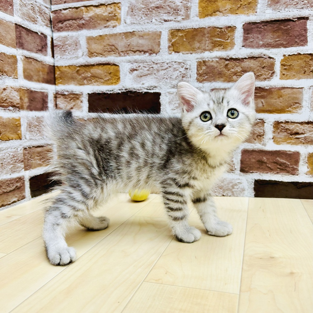 愛知県のミヌエット (犬の家＆猫の里七宝店/2025年5月20日生まれ/男の子/シルバータビー)の子猫の1枚目の画像