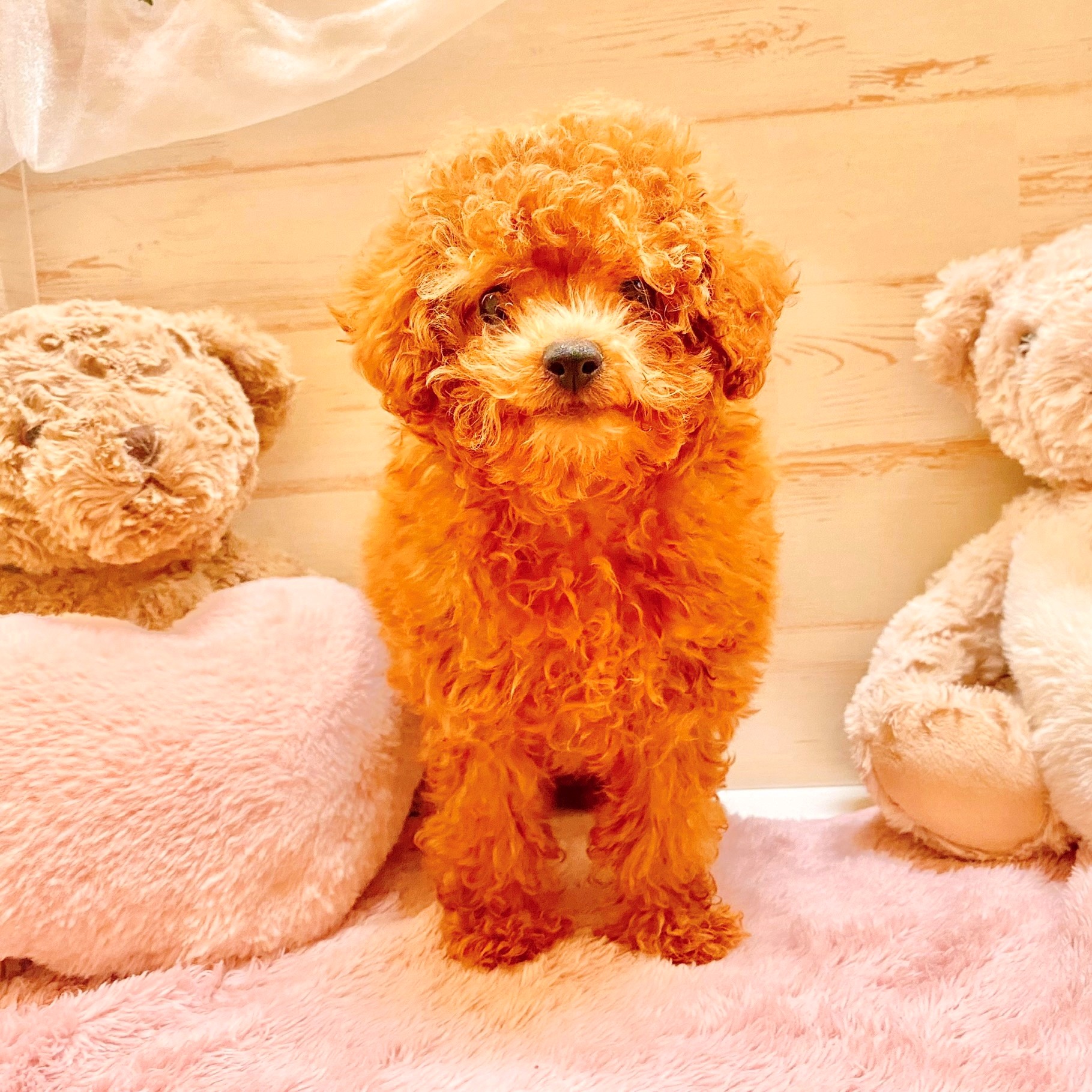 兵庫県のトイプードル(トイ) (犬の家＆猫の里神戸店/2025年5月25日生まれ/女の子/オレンジフォーン)の子犬の1枚目の画像