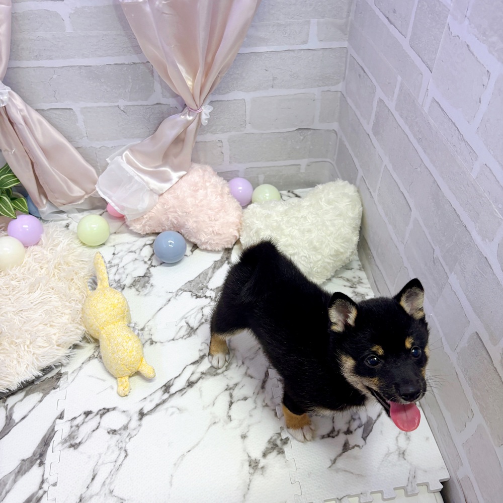愛知県の豆柴 (犬の家＆猫の里岡崎店/2025年5月24日生まれ/男の子/黒)の子犬の1枚目の画像