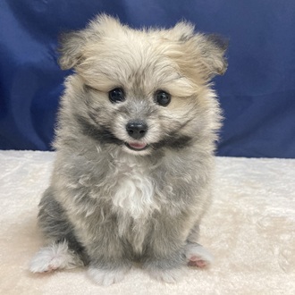 愛知県のポメビション(ポメラニアン×ビションフリーゼ) (犬の家＆猫の里一宮店/2025年5月27日生まれ/女の子/フォーンホワイト)の子犬の1枚目の画像