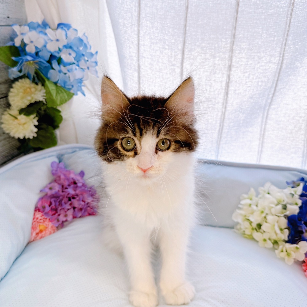 長野県のラガマフィン (犬の家＆猫の里塩尻店/2025年5月28日生まれ/女の子/ブラウンパッチドタビーホワイト)の子猫の1枚目の画像