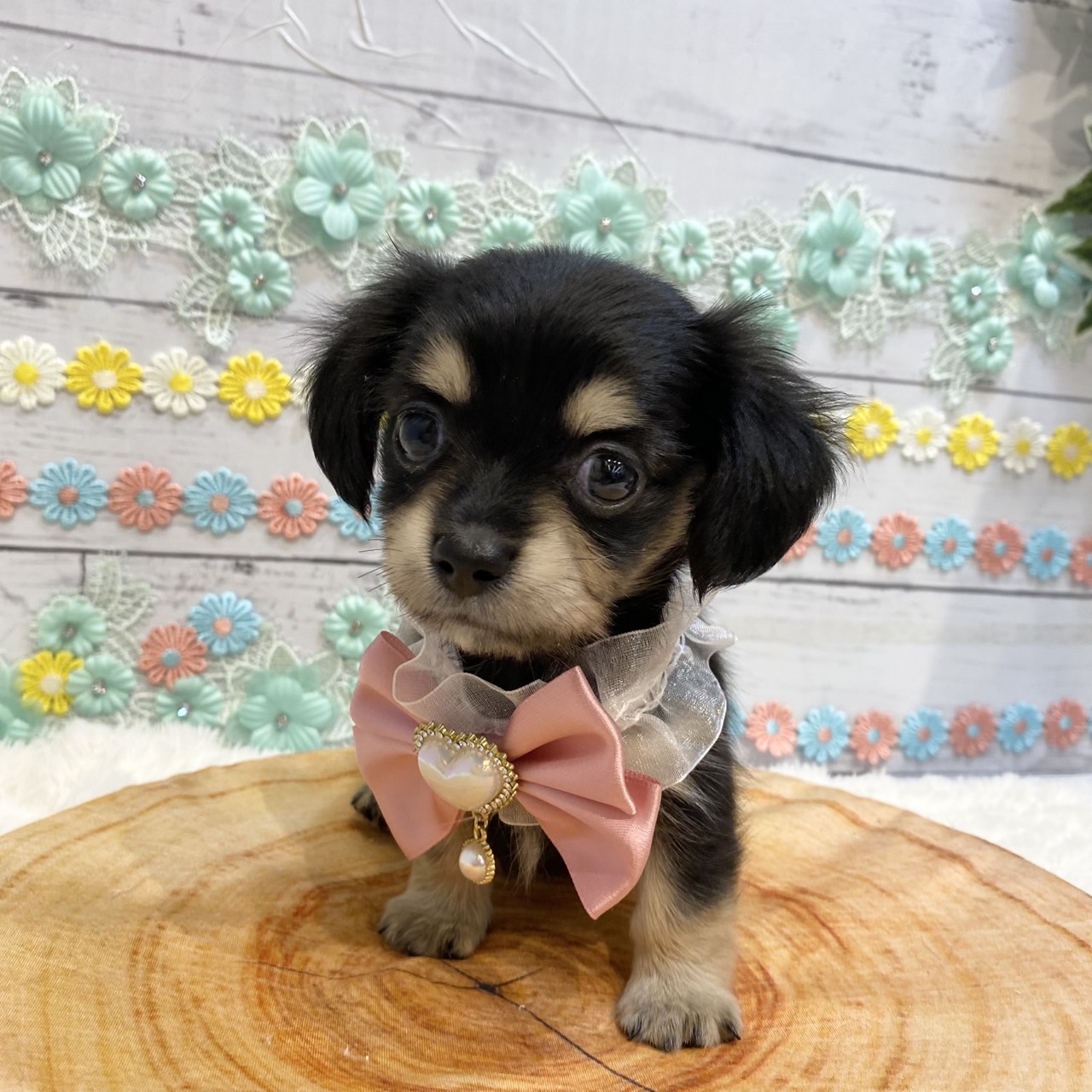 長野県のチワックス(チワワ×ダックス) (犬の家＆猫の里カインズ梓川店/2025年6月3日生まれ/女の子/ブラッククリーム)の子犬の1枚目の画像