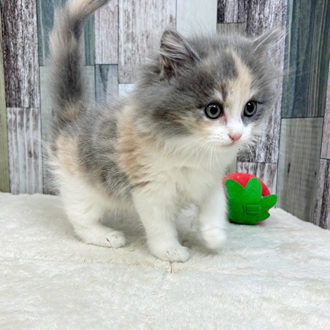 静岡県のマンチカン (犬の家＆猫の里マークイズ静岡店/2025年6月2日生まれ/女の子/ダイリュートキャリコ)の子猫の1枚目の画像