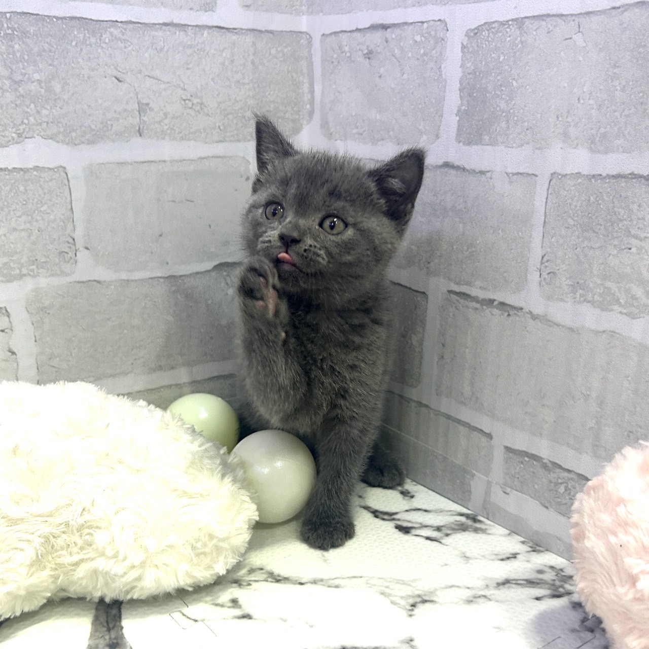 愛知県のブリティッシュショートヘアー (犬の家＆猫の里岡崎店/2025年6月3日生まれ/男の子/ブルー)の子猫の1枚目の画像