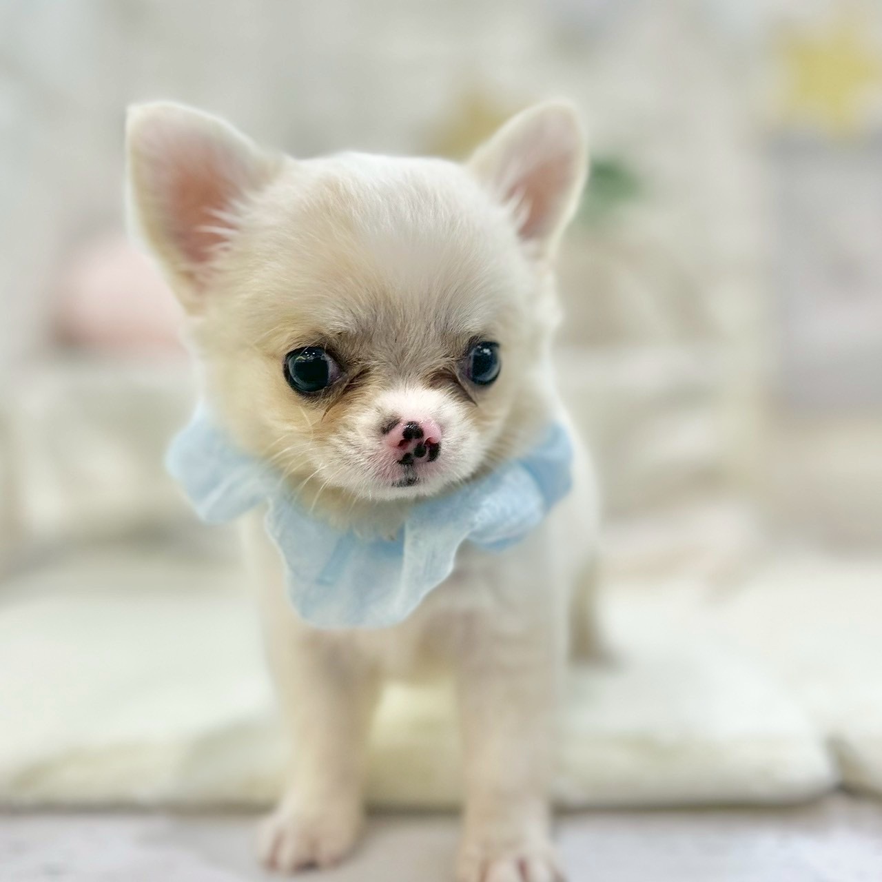 岡山県のチワワ(ロング) (犬の家＆猫の里倉敷店/2025年6月3日生まれ/男の子/クリームホワイト)の子犬の1枚目の画像