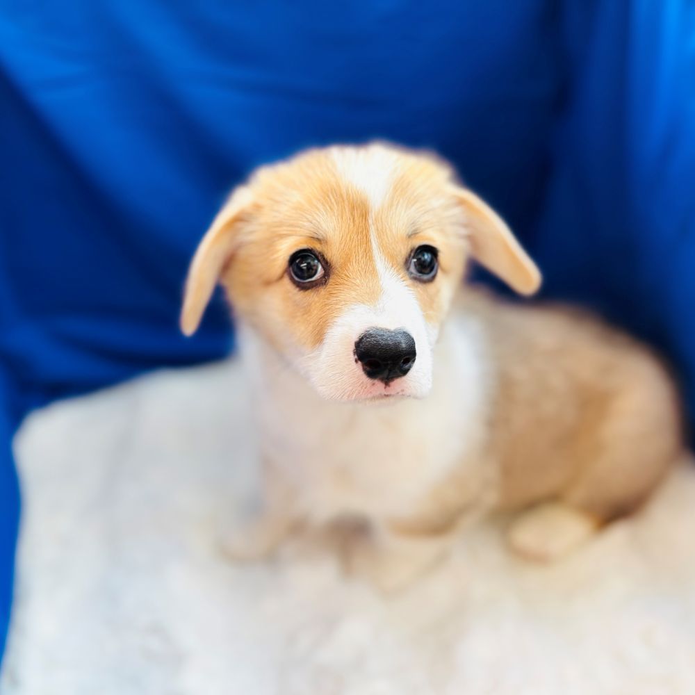 愛知県のウェルシュコーギーペンブローク (犬の家＆猫の里愛知刈谷店/2025年6月4日生まれ/男の子/セーブルホワイト)の子犬の1枚目の画像