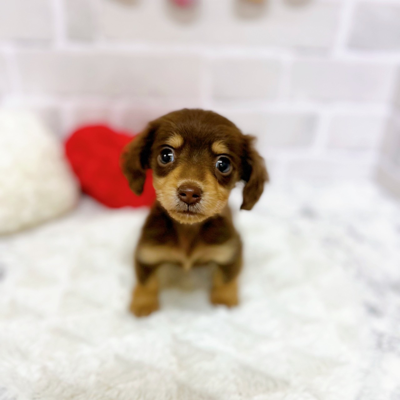 京都府のミニチュアダックスフンド(ロング) (犬の家＆猫の里京都精華店/2025年6月4日生まれ/女の子/チョコレートタン)の子犬の1枚目の画像