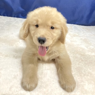 愛知県のゴールデンレトリバー (犬の家＆猫の里一宮店/2025年6月3日生まれ/女の子/ゴールデン)の子犬の1枚目の画像
