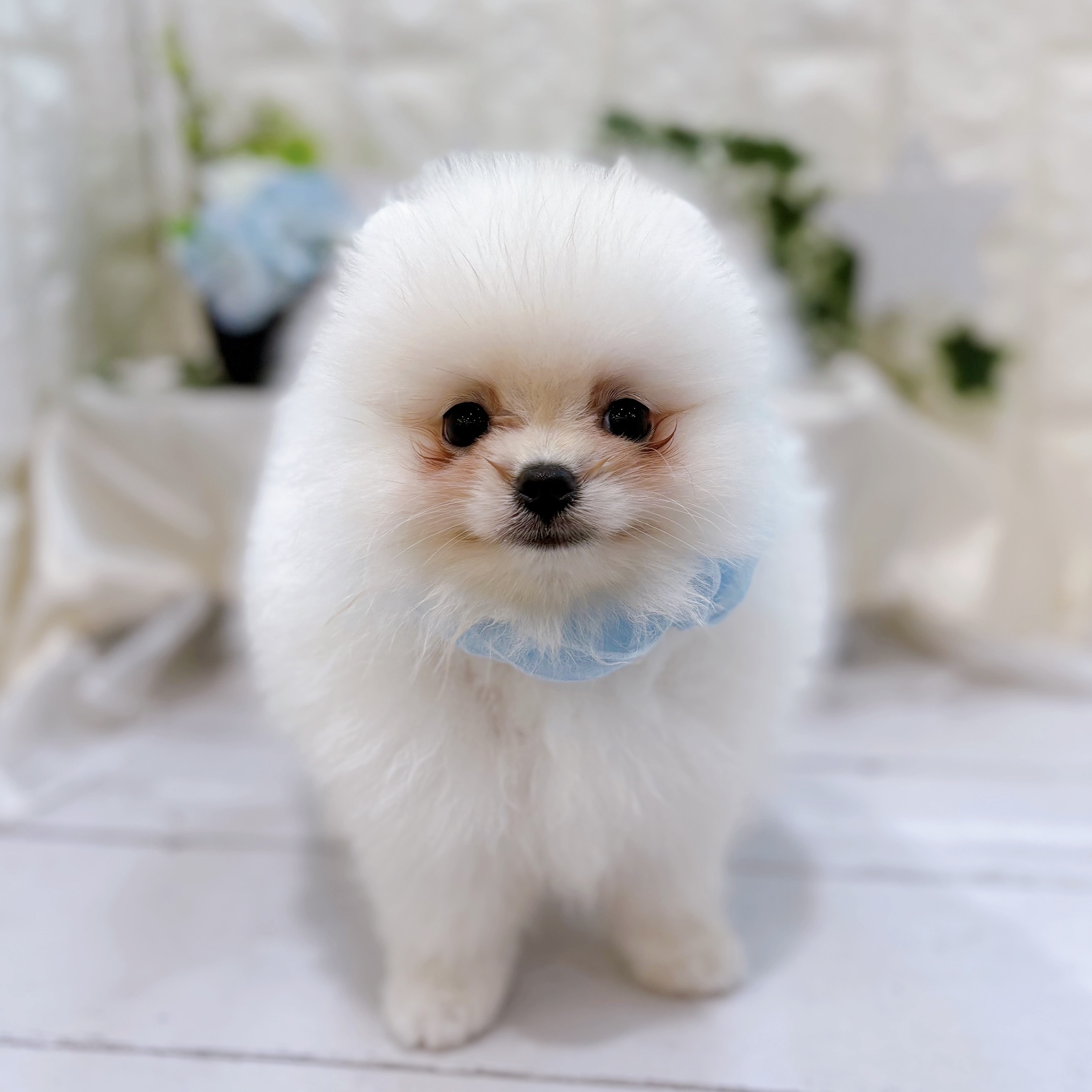 岡山県のポメラニアン (犬の家＆猫の里倉敷店/2025年6月4日生まれ/男の子/ホワイト)の子犬の1枚目の画像
