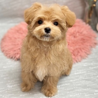 岡山県のマルプー(マルチーズ×プードル) (犬の家＆猫の里倉敷中庄店/2025年6月7日生まれ/女の子/クリーム)の子犬の1枚目の画像