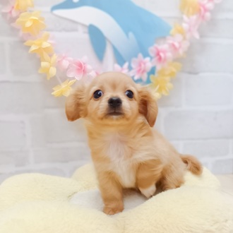 静岡県のチワックス(チワワ×ダックス) (犬の家＆猫の里プレ葉ウォーク浜北店/2025年6月10日生まれ/男の子/ゴールド)の子犬の1枚目の画像