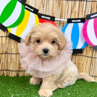 神奈川県のマルプー(マルチーズ×プードル) (犬の家＆猫の里小田原店/2025年6月8日生まれ/男の子/アプリコット)の子犬の1枚目の画像