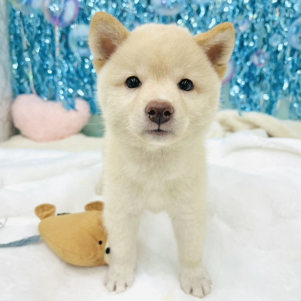 愛知県の柴犬(標準サイズ) (犬の家＆猫の里エアポートウォーク店/2025年6月10日生まれ/女の子/白)の子犬の1枚目の画像