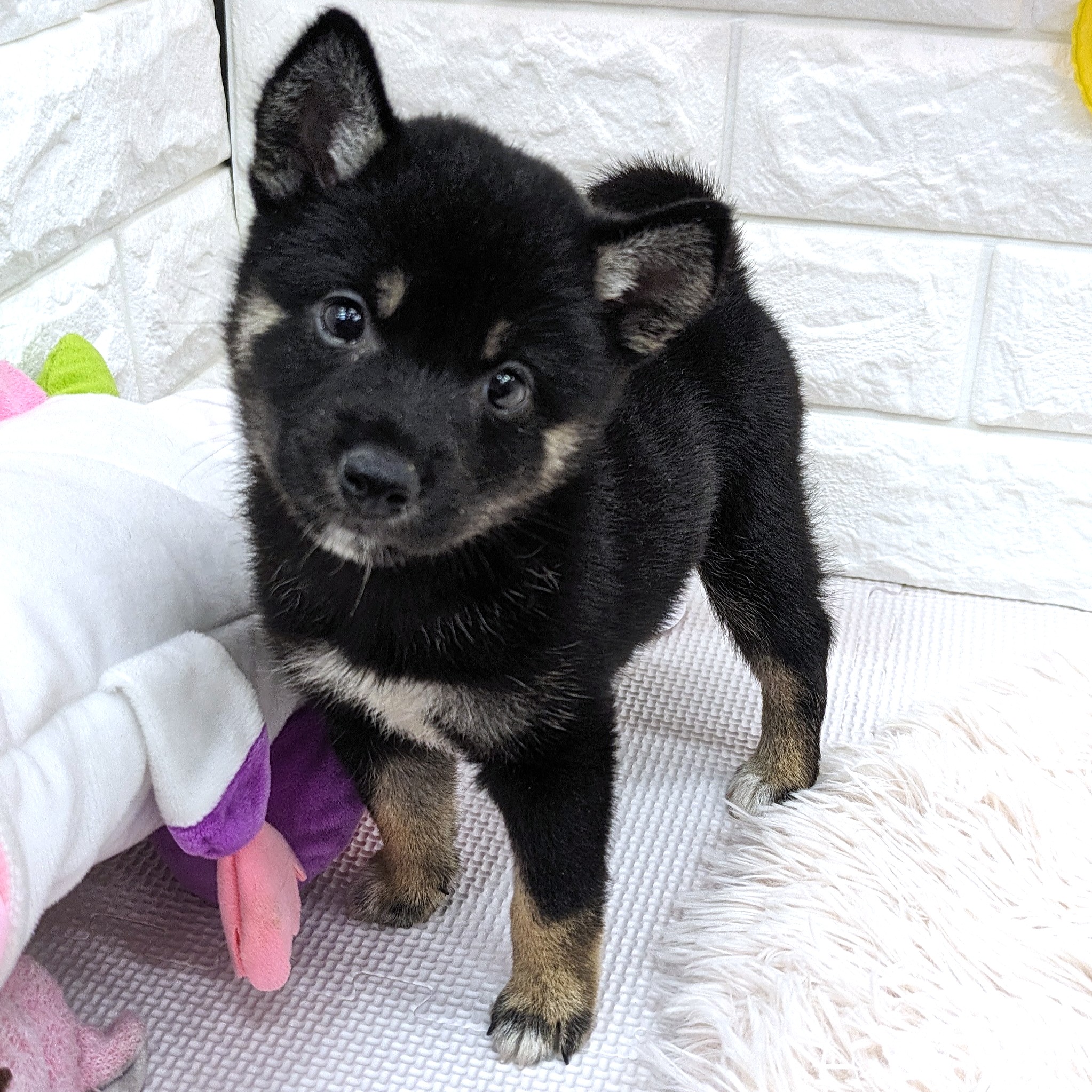 愛知県の柴犬(標準サイズ) (犬の家＆猫の里MEGAドン・キホーテ東海名和店/2025年6月11日生まれ/女の子/黒)の子犬の1枚目の画像