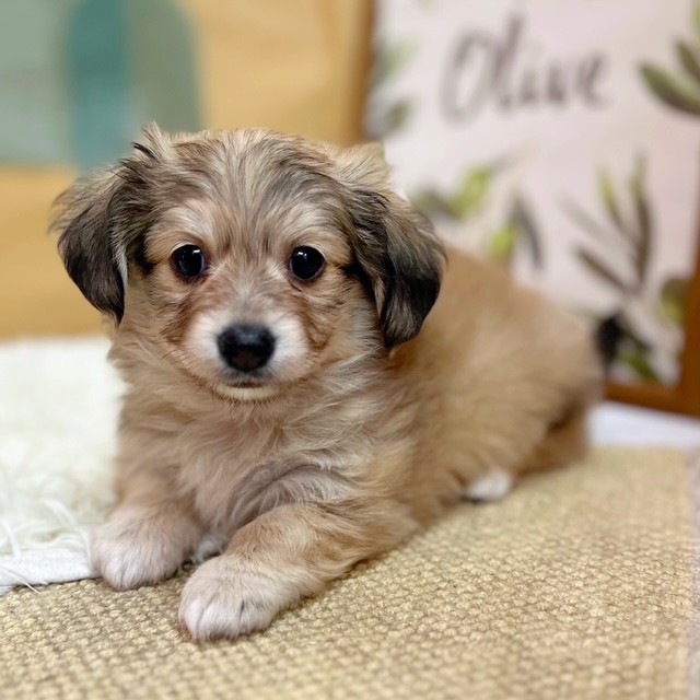 岡山県のチワックス(チワワ×ダックス) (犬の家＆猫の里倉敷中庄店/2025年6月13日生まれ/男の子/シェーデットイエロー)の子犬の1枚目の画像