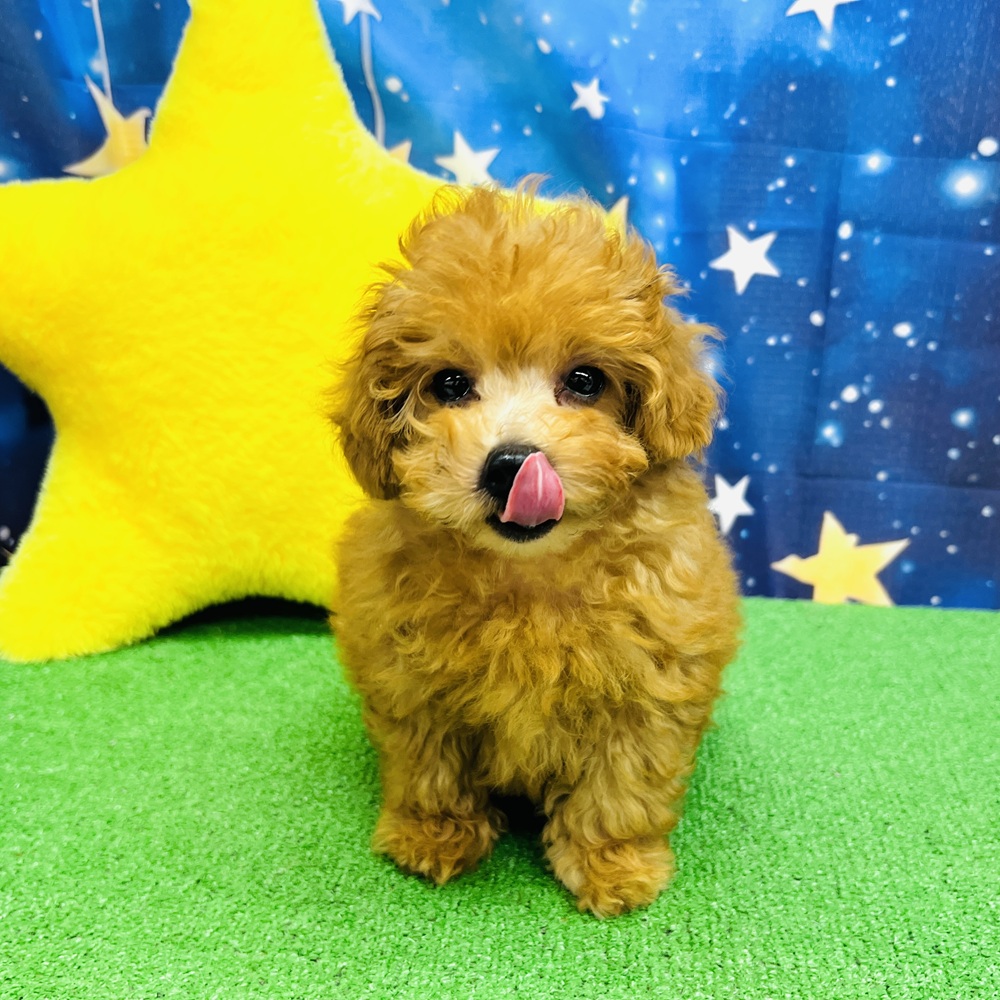 愛知県のトイプードル(トイ) (犬の家＆猫の里名古屋天白店/2025年6月12日生まれ/男の子/オレンジフォーン)の子犬の1枚目の画像