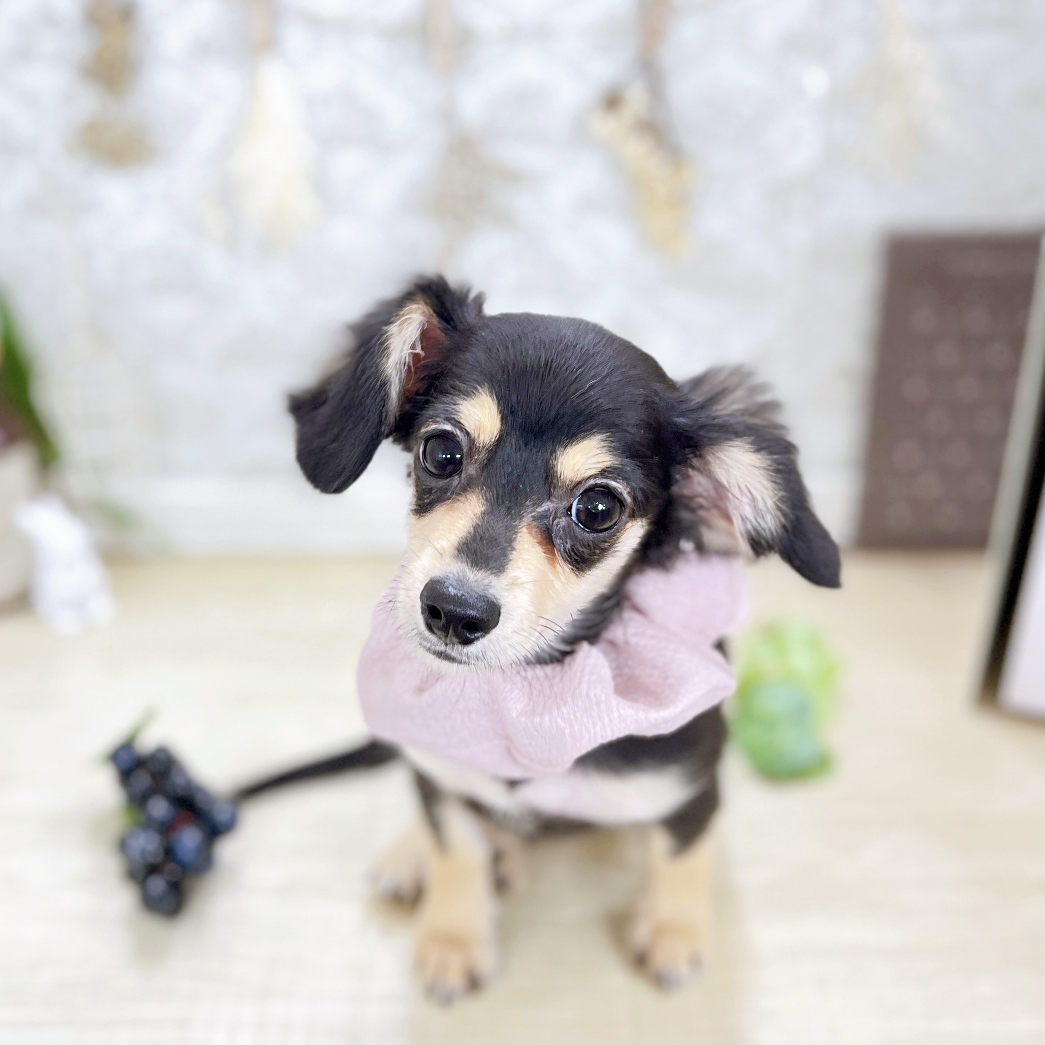 福井県のチワックス(チワワ×ダックス) (犬の家＆猫の里アミーゴ福井大和田店/2025年6月15日生まれ/女の子/ブラッククリーム)の子犬の1枚目の画像