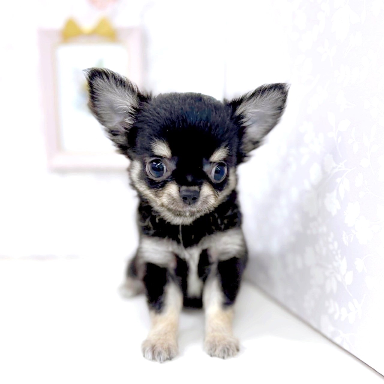 富山県のチワワ(ロング) (犬の家＆猫の里アミーゴ高岡蓮花寺店/2025年6月13日生まれ/男の子/ブラックタンホワイト)の子犬の1枚目の画像