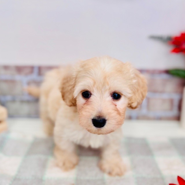 愛知県のハーフ犬・ミックス犬 (犬の家＆猫の里碧南店/2025年6月8日生まれ/男の子/クリーム)の子犬の1枚目の画像