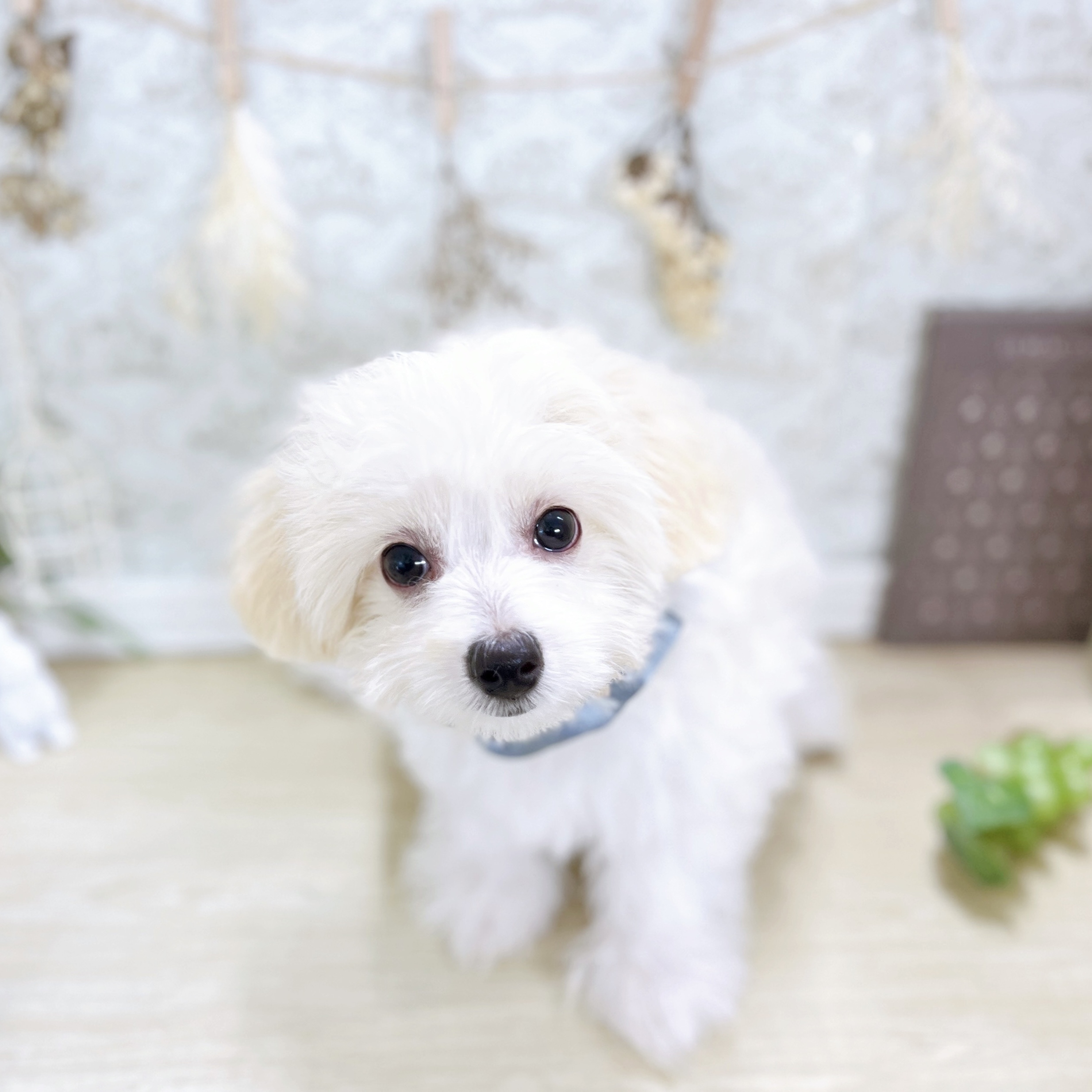 福井県のハーフ犬・ミックス犬 (犬の家＆猫の里アミーゴ福井大和田店/2025年6月14日生まれ/男の子/クリーム)の子犬の1枚目の画像