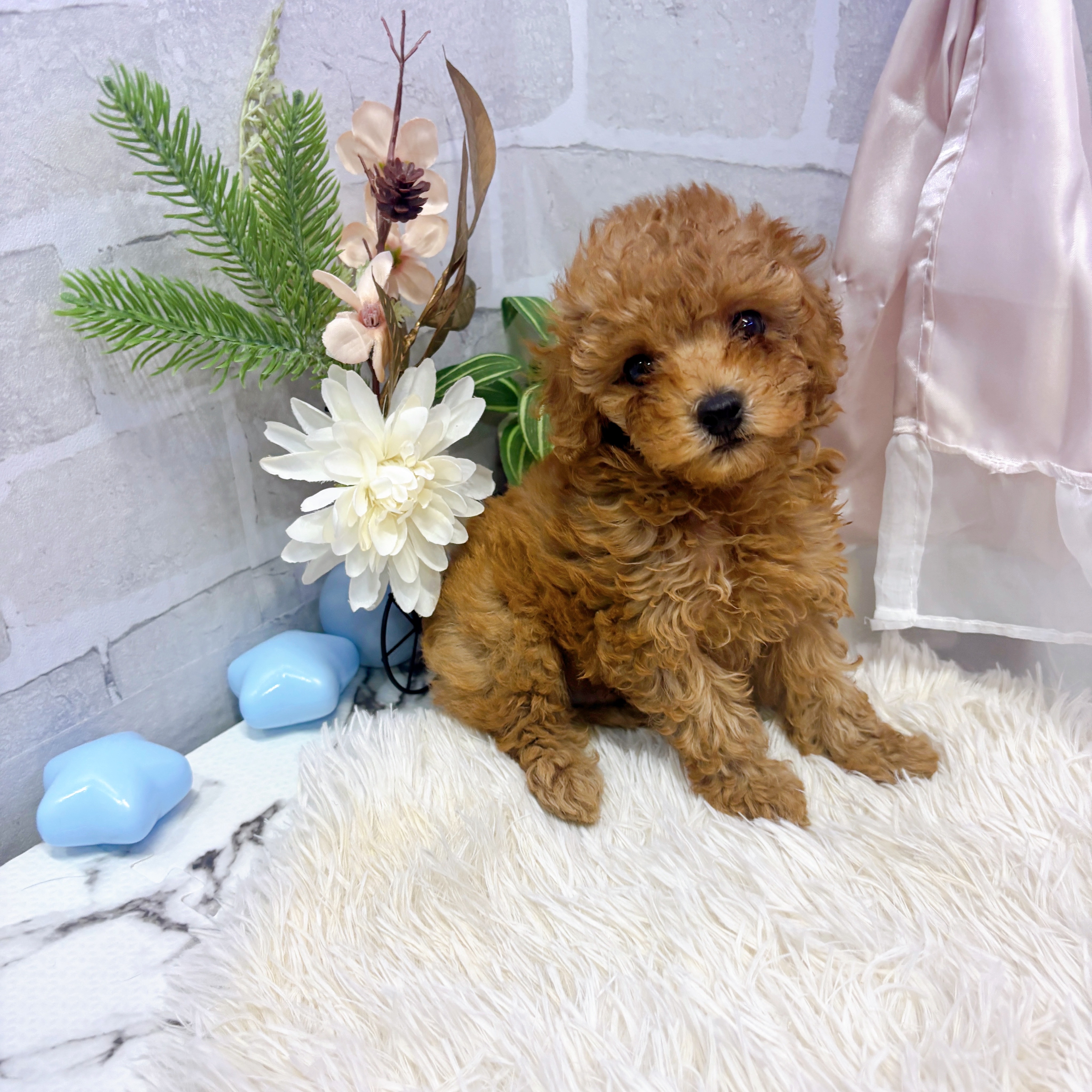 愛知県のタイニープードル (犬の家＆猫の里岡崎店/2025年6月16日生まれ/男の子/レッド)の子犬の1枚目の画像