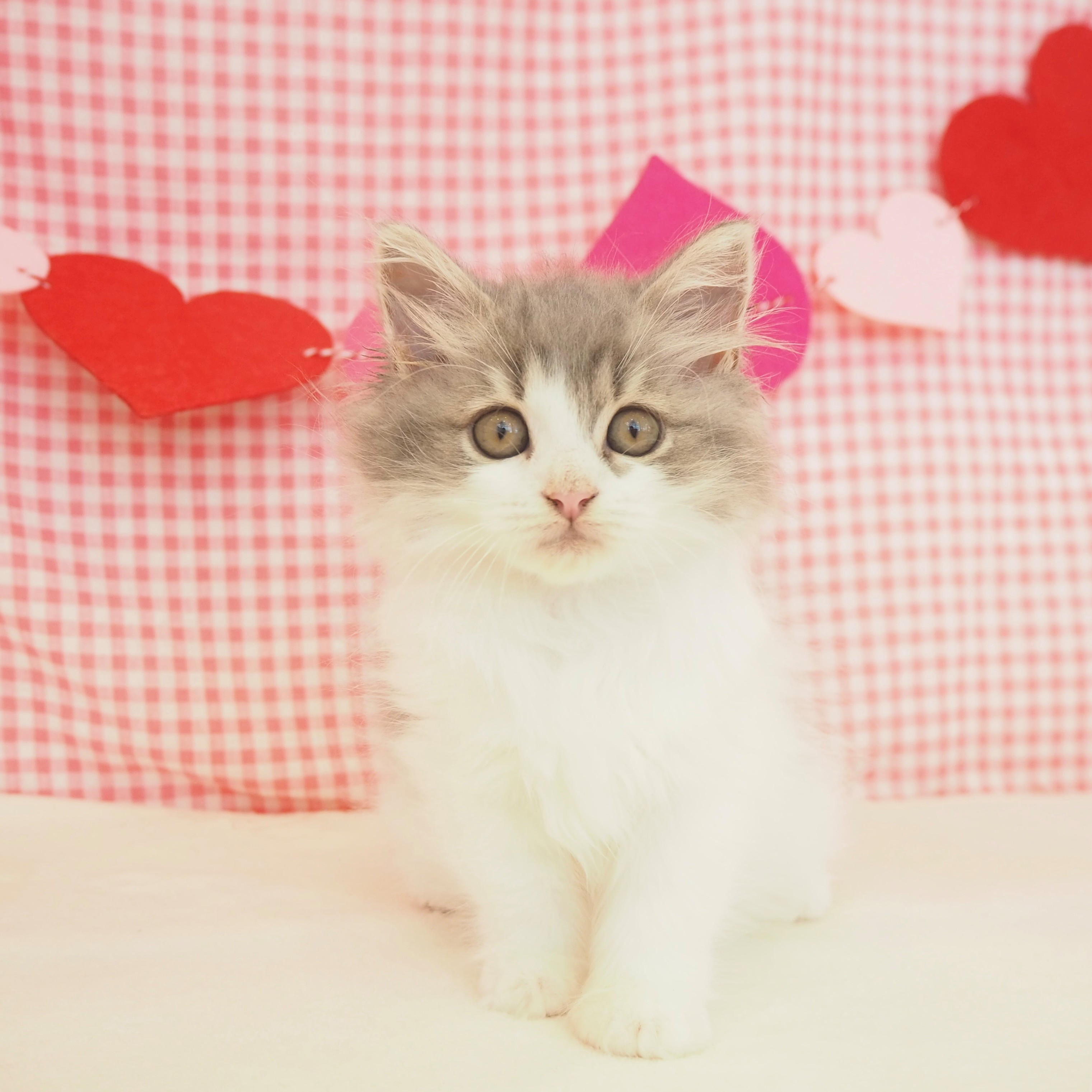 大阪府のラガマフィン (犬の家＆猫の里もりのみやキューズモールBASE店/2025年6月13日生まれ/女の子/ブルーマッカレルタビーホワイト)の子猫の1枚目の画像