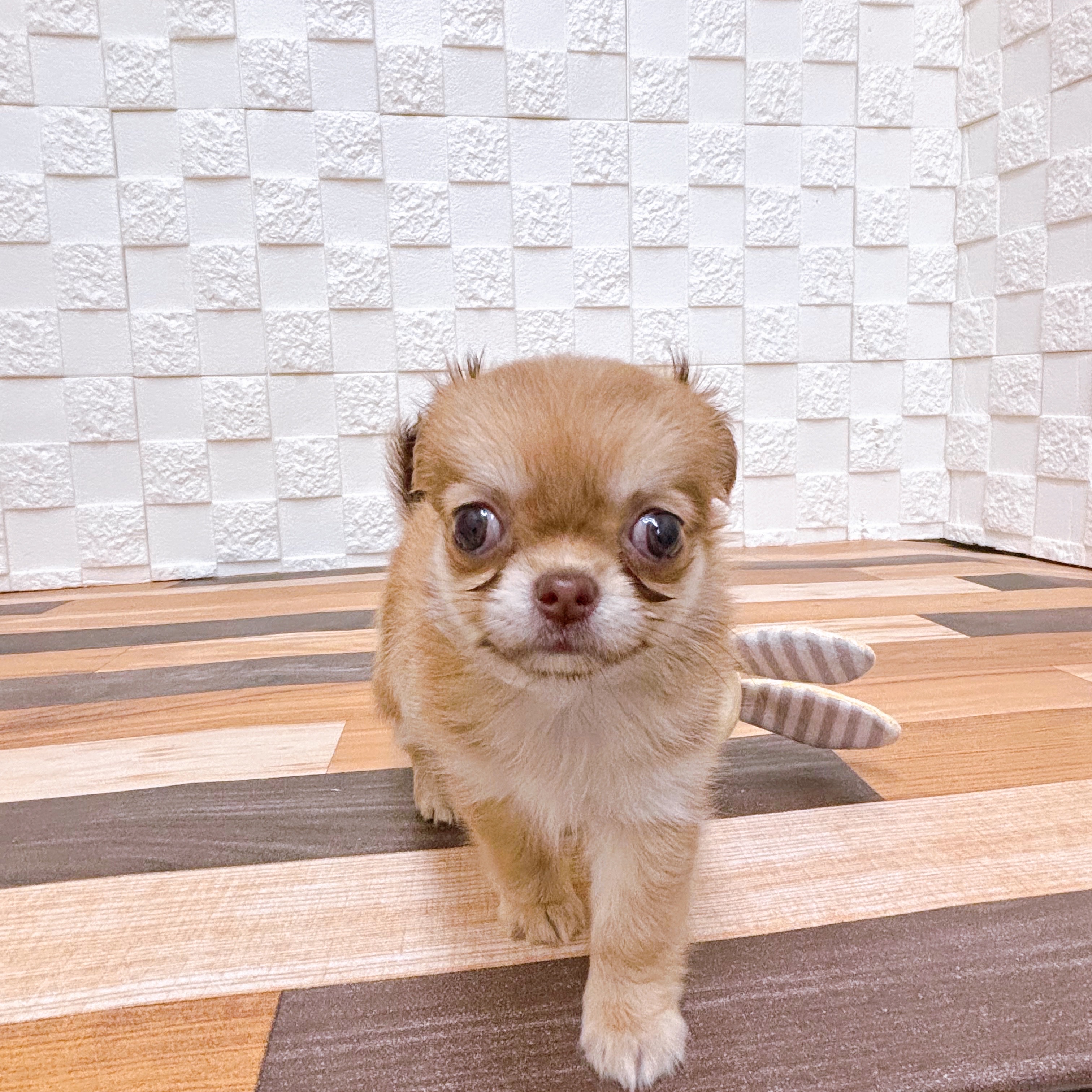兵庫県のチワワ(ロング) (犬の家＆猫の里尼崎店/2025年6月19日生まれ/女の子/レッド)の子犬の1枚目の画像