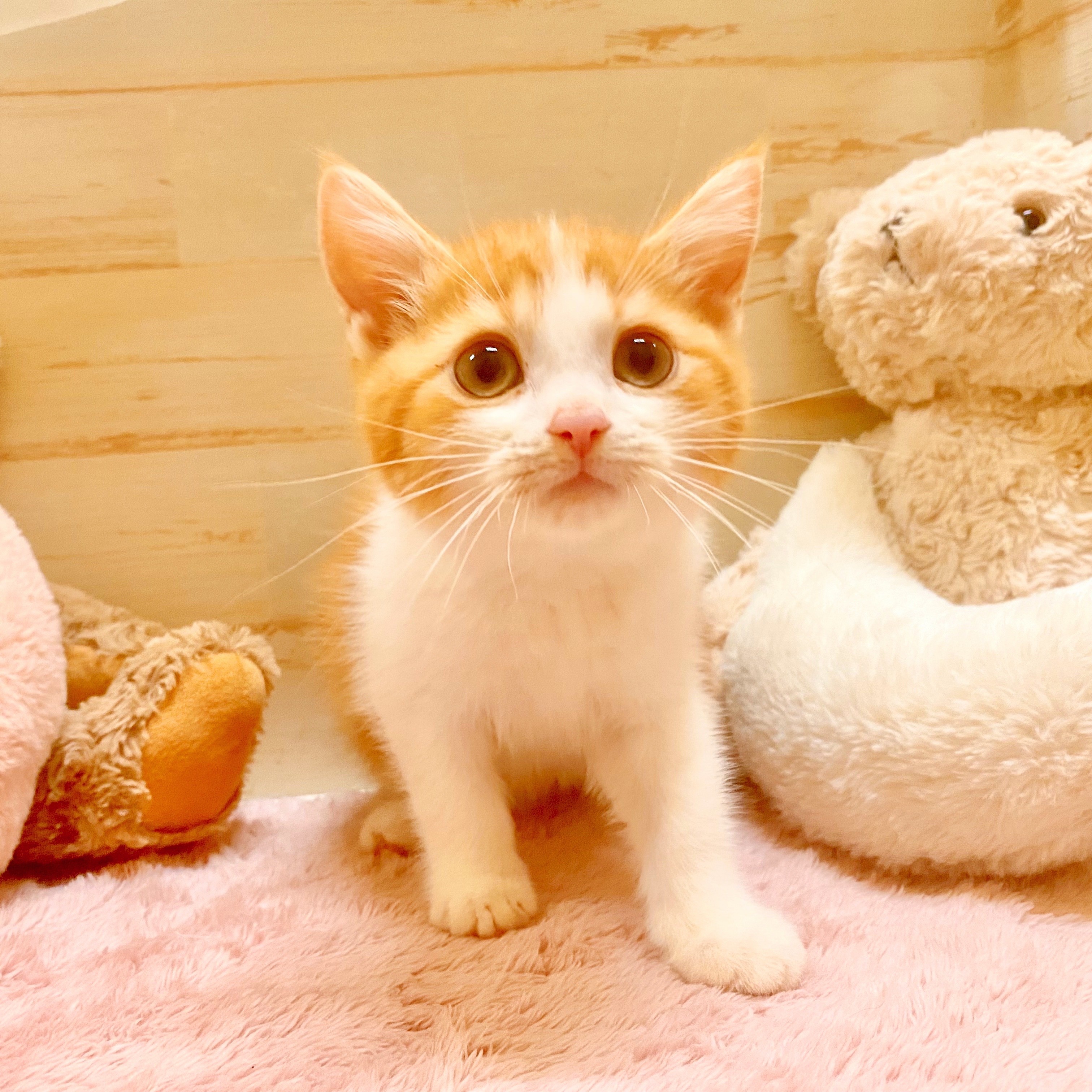 兵庫県のスコティッシュストレート (犬の家＆猫の里神戸店/2025年6月10日生まれ/男の子/レッドタビーホワイト)の子猫の1枚目の画像