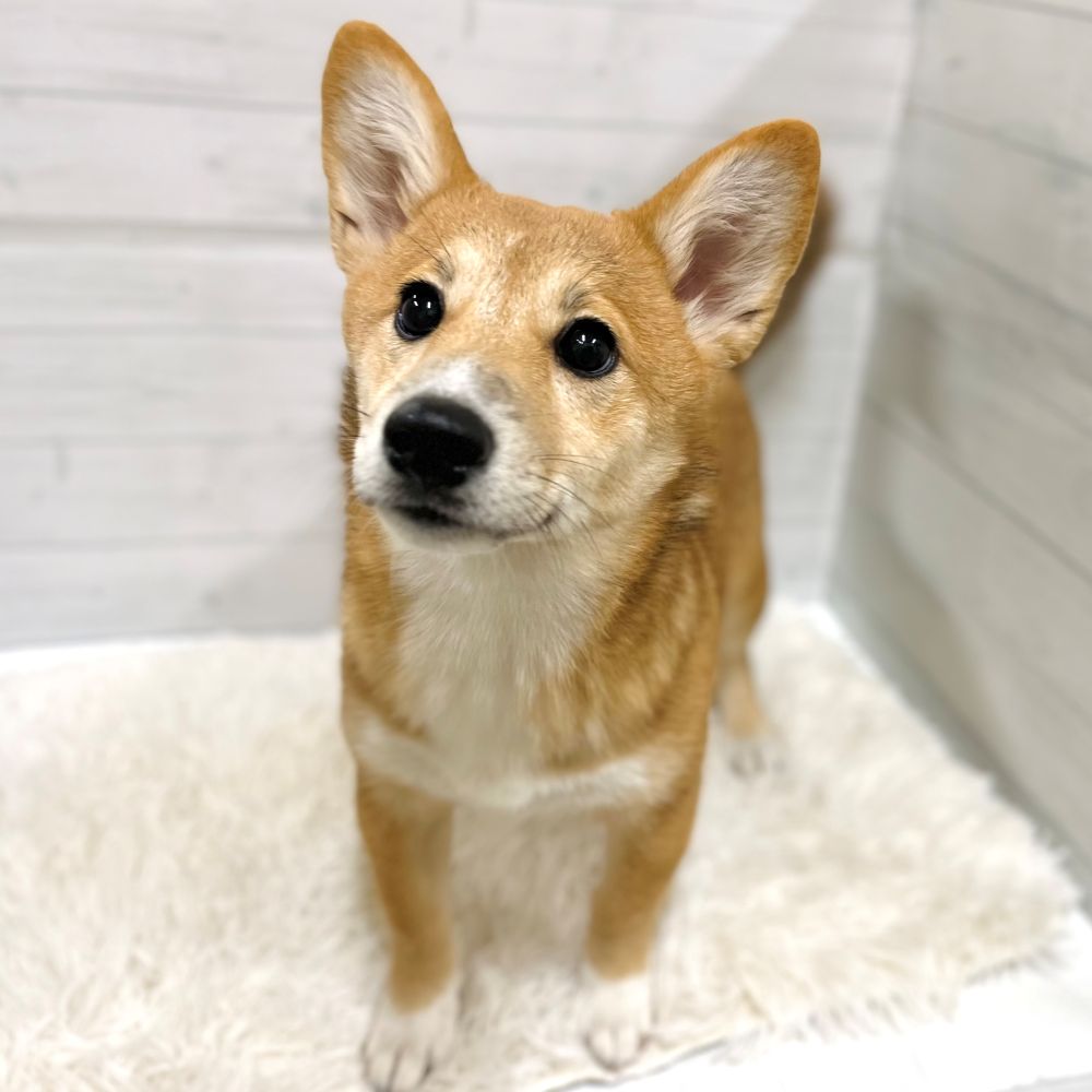 愛知県のハーフ犬・ミックス犬 (犬の家＆猫の里豊田店/2025年6月20日生まれ/女の子/レッド)の子犬の1枚目の画像