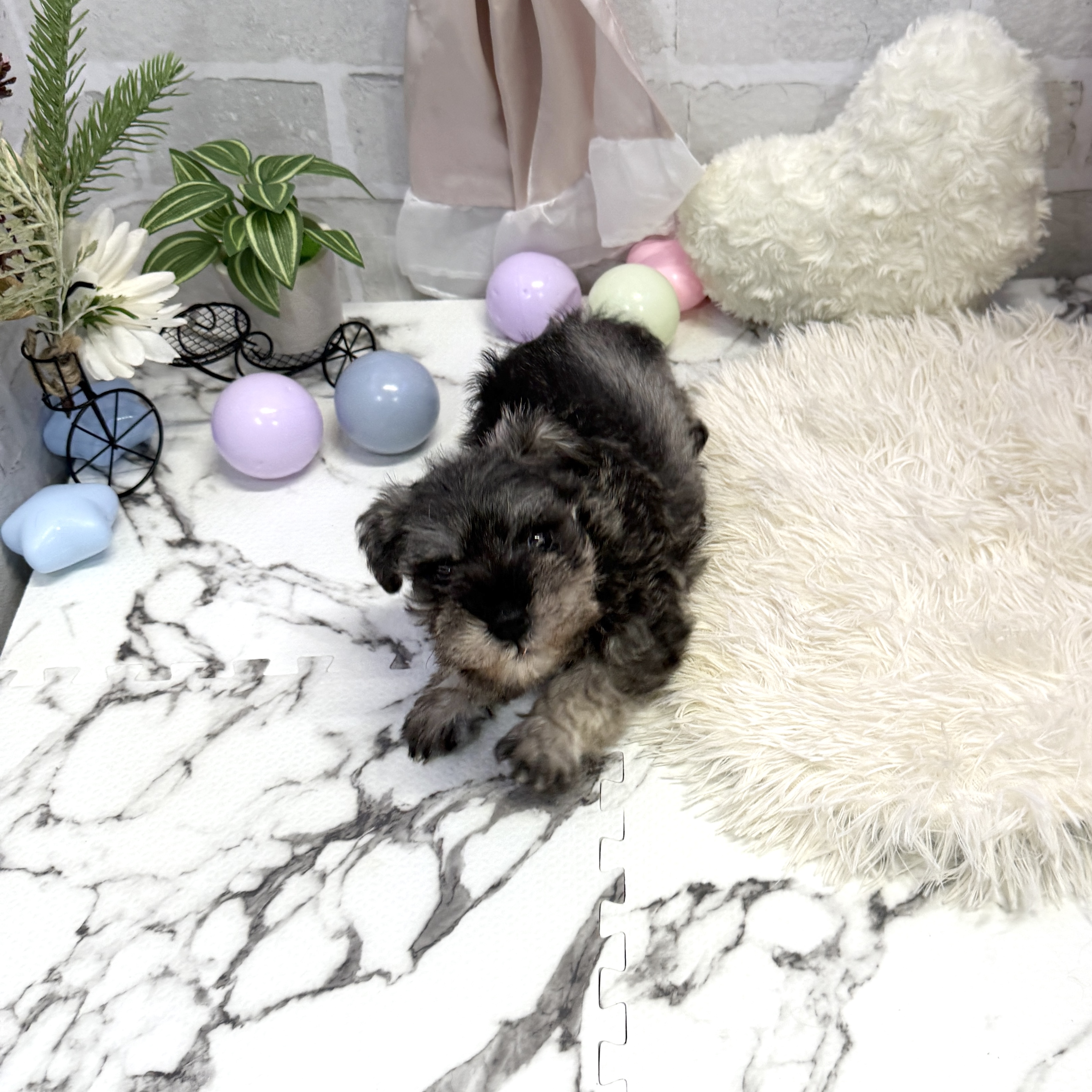 愛知県のミニチュアシュナウザー (犬の家＆猫の里岡崎店/2025年6月18日生まれ/男の子/ソルトペッパー)の子犬の1枚目の画像