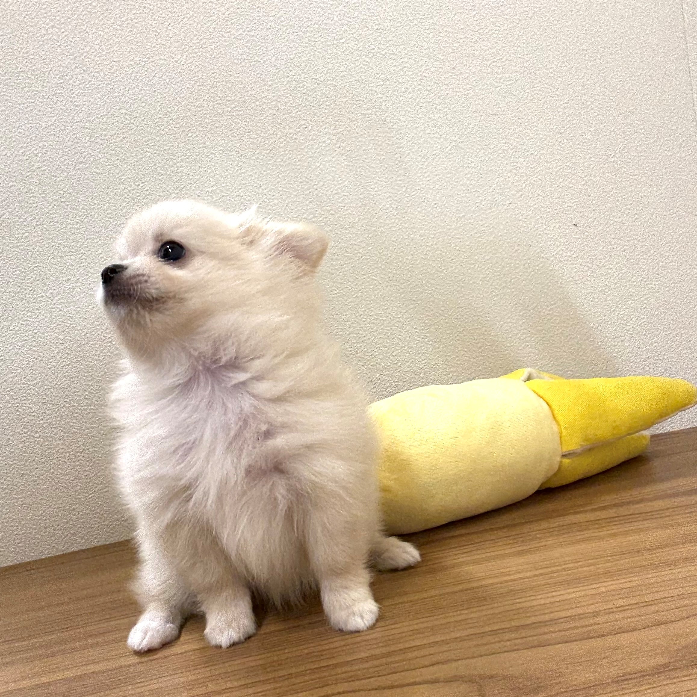 2025年6月24日生まれのポメチワ/チワポメ/ポメチー(ポメラニアン×チワワ)の6枚目の写真