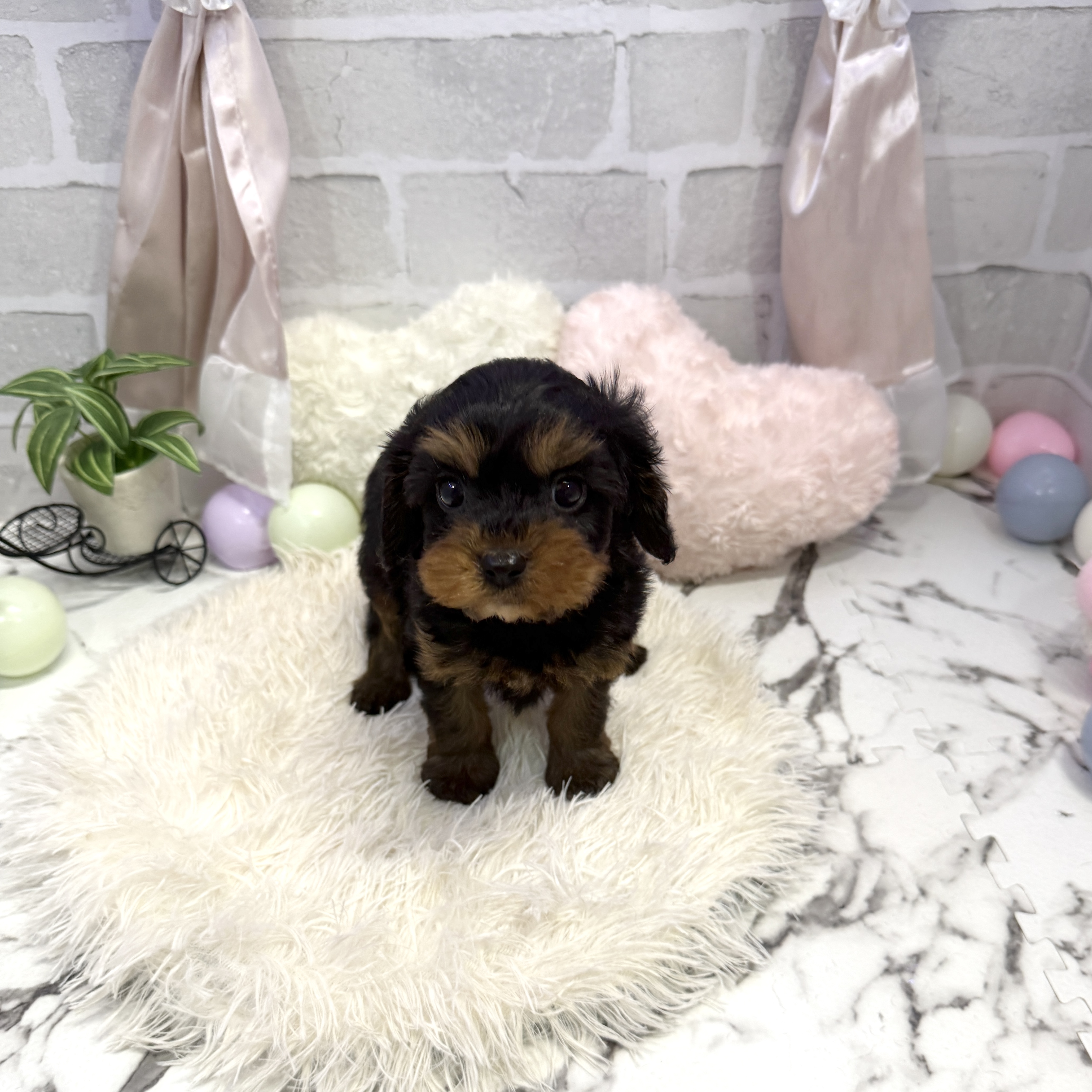 愛知県のキャバプー(キャバリア×プードル) (犬の家＆猫の里岡崎店/2025年6月21日生まれ/男の子/ブラックタン)の子犬の1枚目の画像