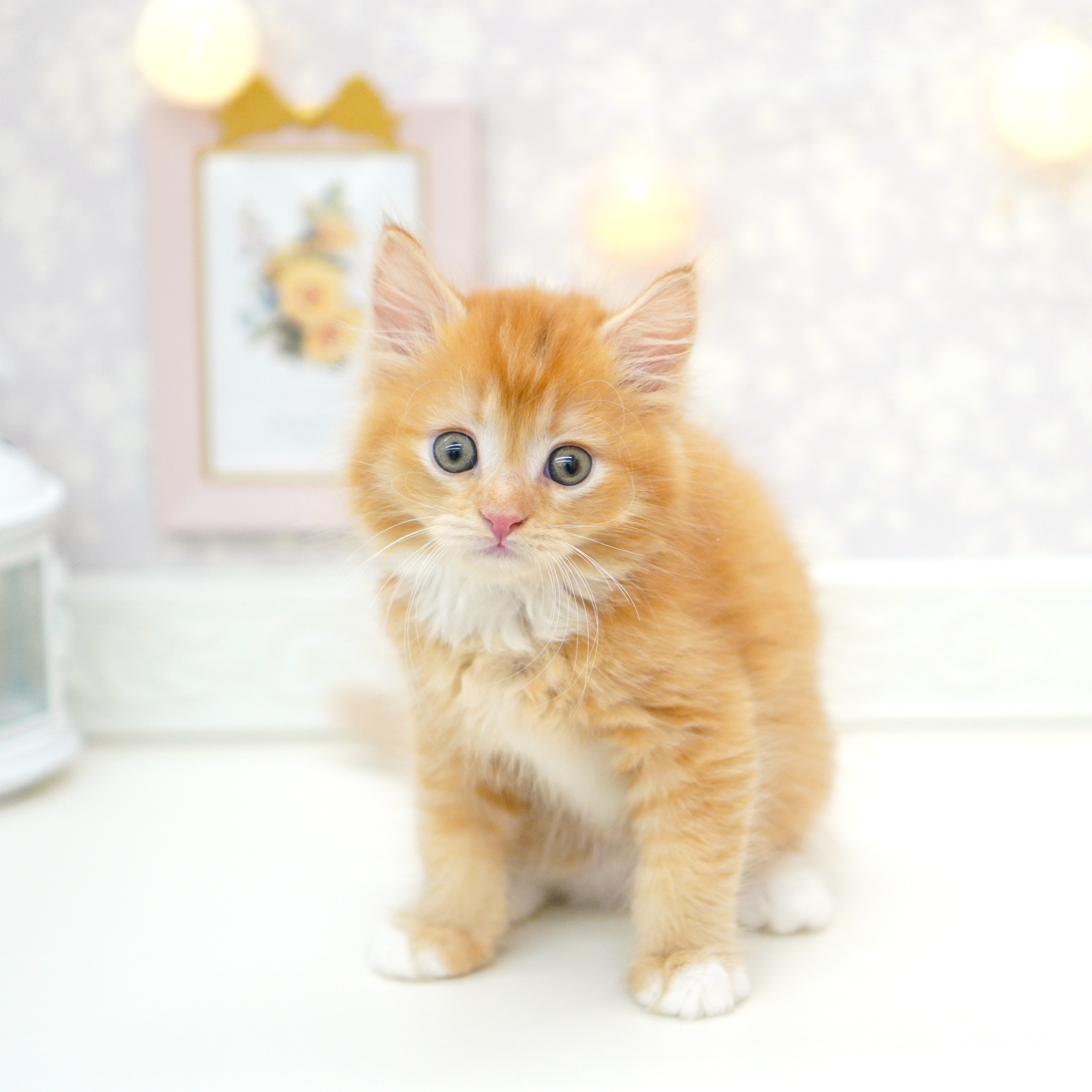 富山県のキンカロー (犬の家＆猫の里富山店/2025年6月23日生まれ/男の子/レッドタビーホワイト)の子猫