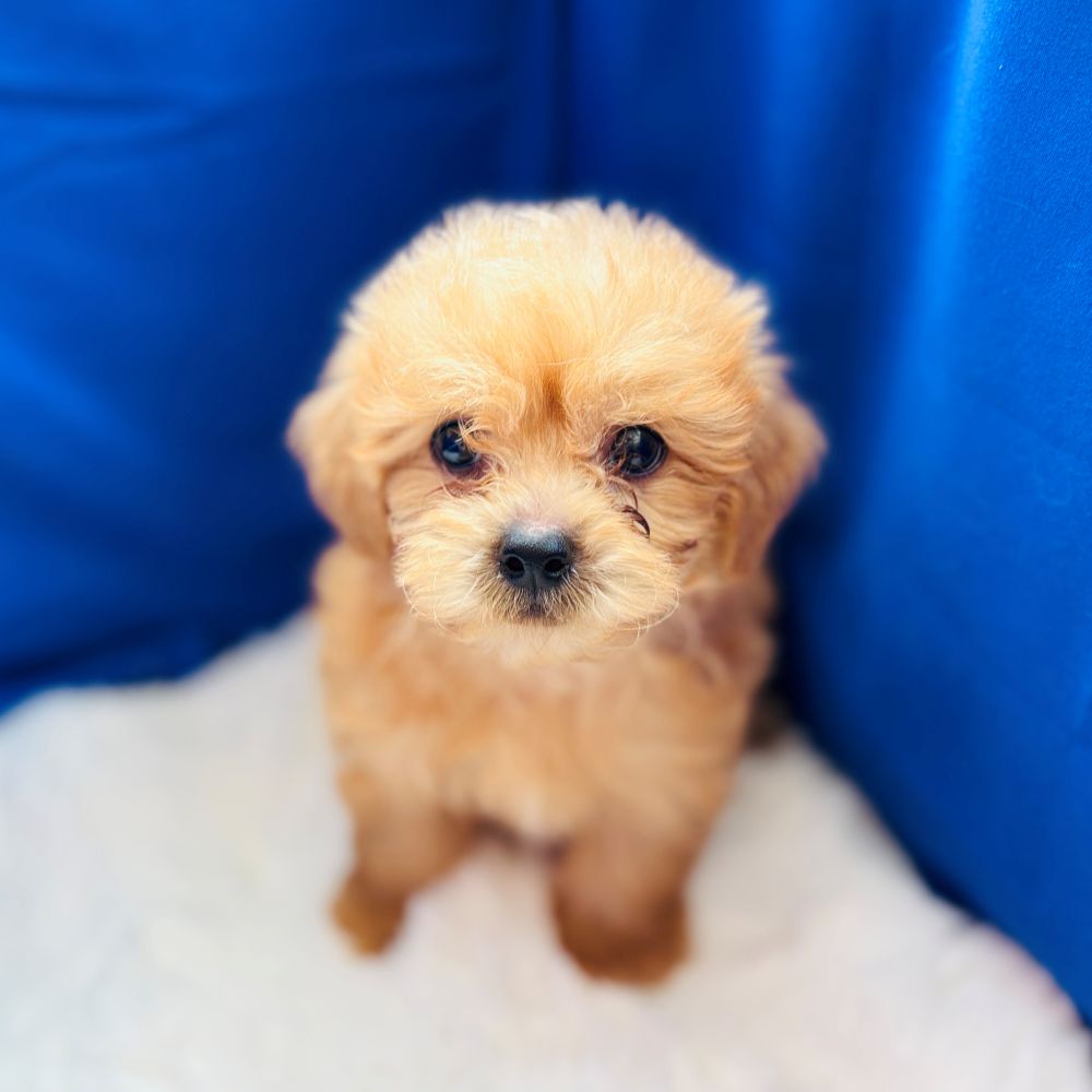 愛知県のペキプー(ペキニーズ×プードル) (犬の家＆猫の里愛知刈谷店/2025年6月21日生まれ/男の子/アプリコット)の子犬の1枚目の画像