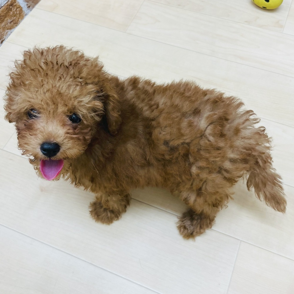 愛知県のトイプードル(トイ) (犬の家＆猫の里七宝店/2025年6月24日生まれ/男の子/レッドフォーン)の子犬の1枚目の画像