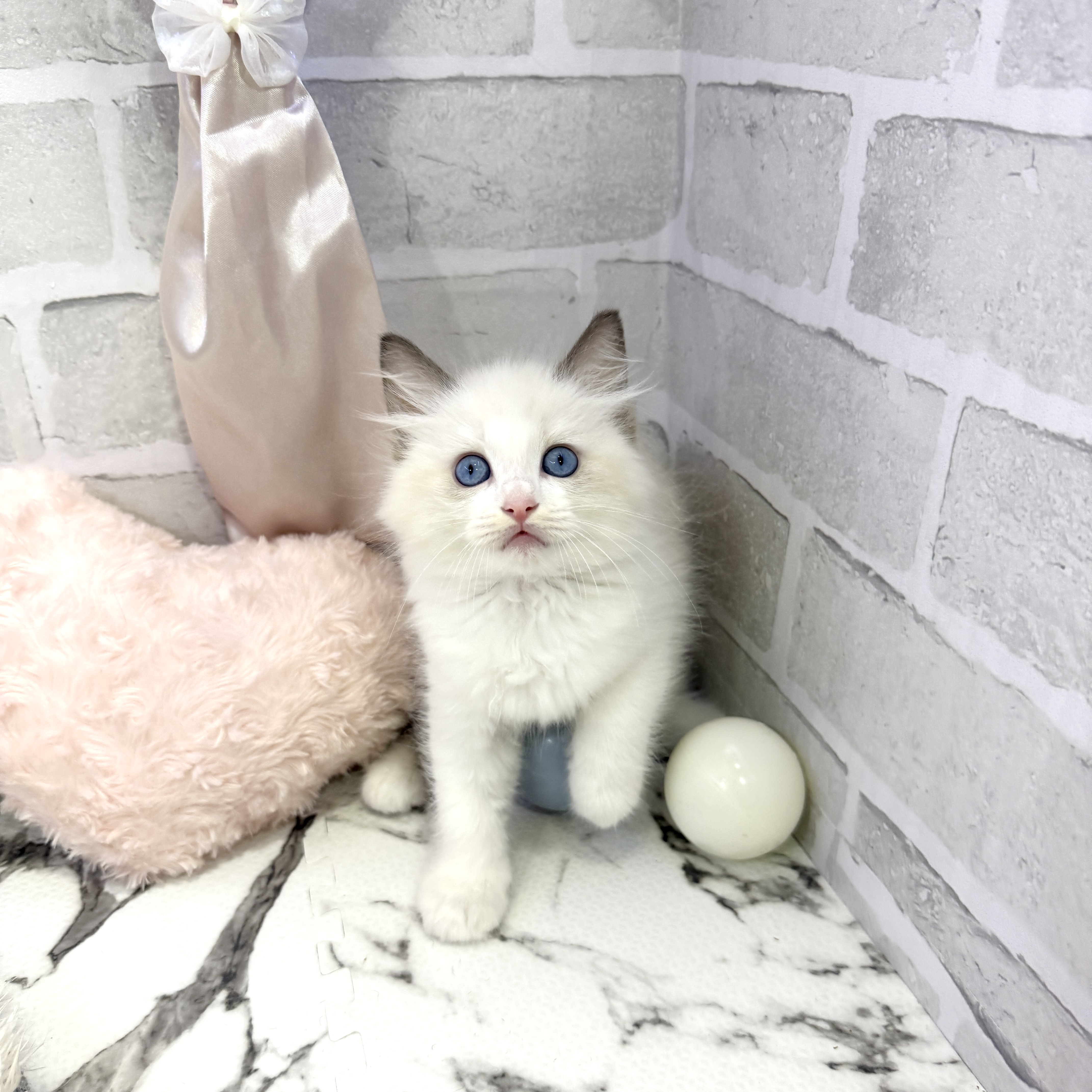 愛知県のラグドール (犬の家＆猫の里岡崎店/2025年6月25日生まれ/女の子/シールポイントバイカラー)の子猫の1枚目の画像