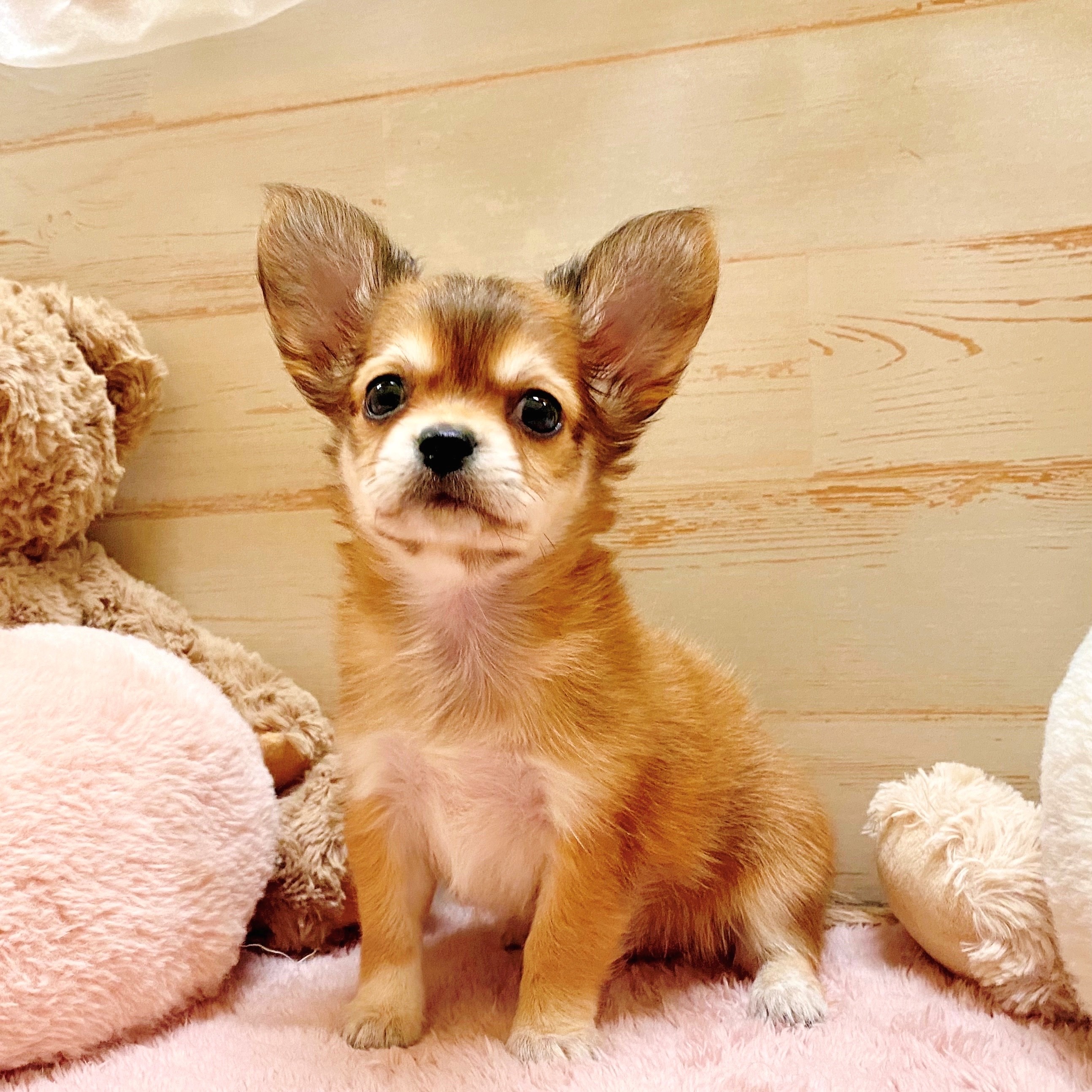 兵庫県のチワックス(チワワ×ダックス) (犬の家＆猫の里神戸店/2025年6月23日生まれ/女の子/レッドセーブル)の子犬の1枚目の画像