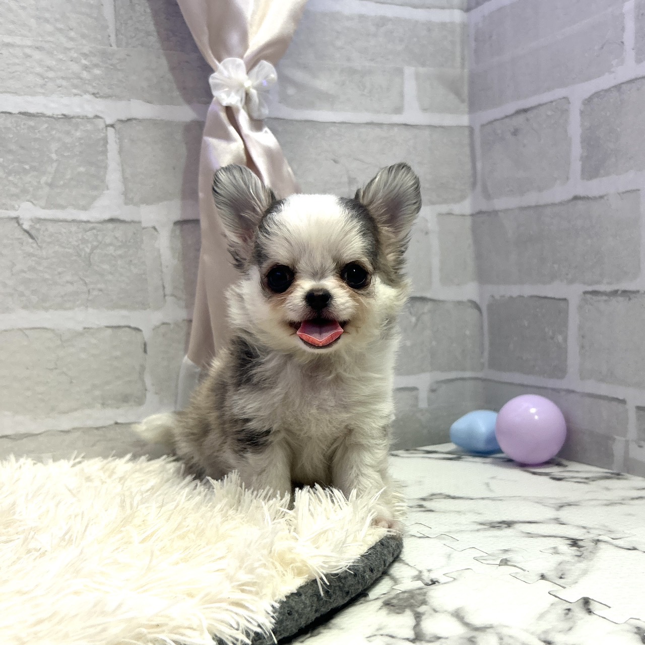 愛知県のチワワ(ロング) (犬の家＆猫の里岡崎店/2025年6月24日生まれ/男の子/イザベラホワイト)の子犬の1枚目の画像