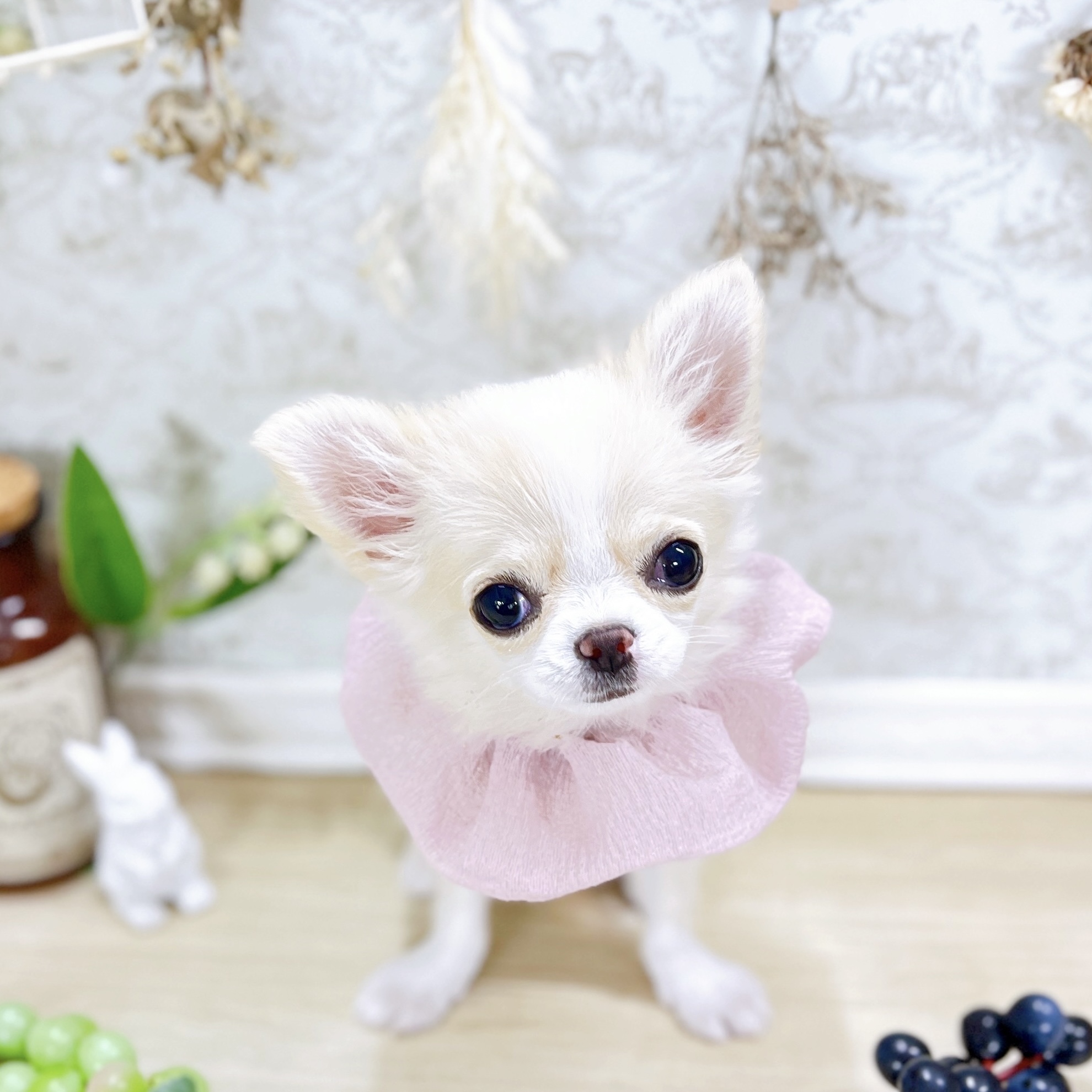 福井県のチワワ(ロング) (犬の家＆猫の里アミーゴ福井大和田店/2025年6月3日生まれ/女の子/クリームホワイト)の子犬