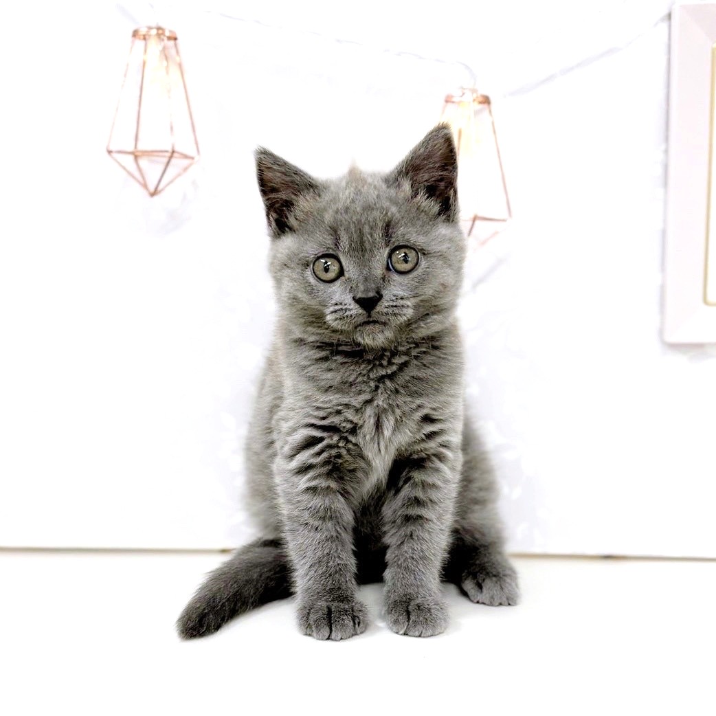 富山県のブリティッシュショートヘアー (犬の家&猫の里アミーゴ高岡蓮花寺店/2025年6月20日生まれ/女の子/ブルー)の子猫