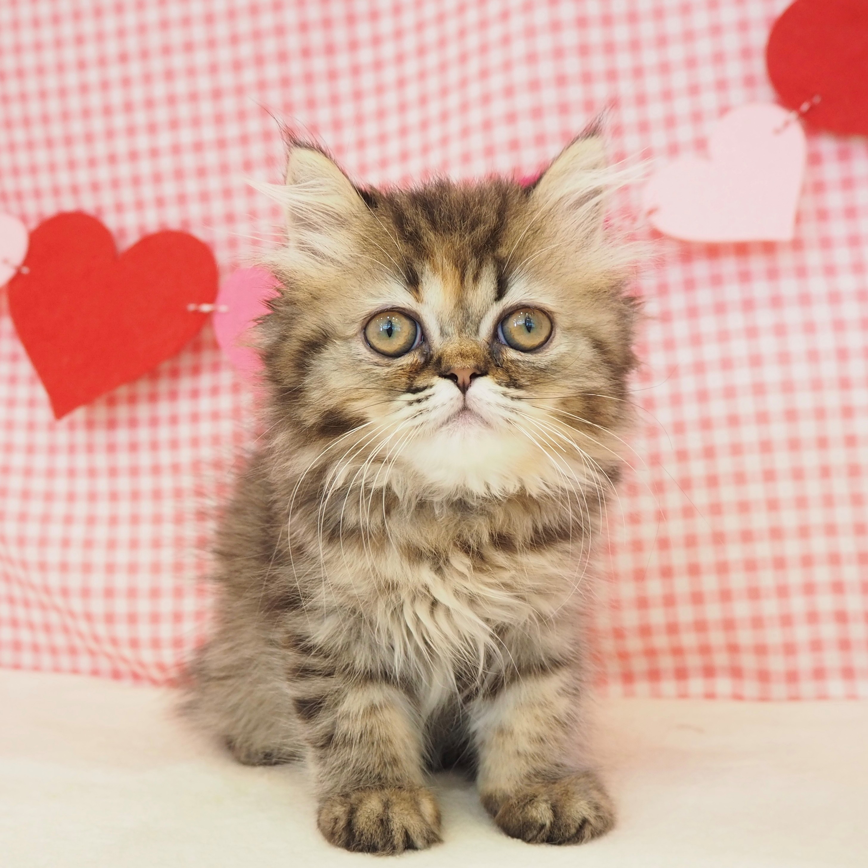 大阪府のエキゾチック (犬の家＆猫の里もりのみやキューズモールBASE店/2025年6月29日生まれ/女の子/ブラウンパッチドタビー)の子猫の1枚目の画像