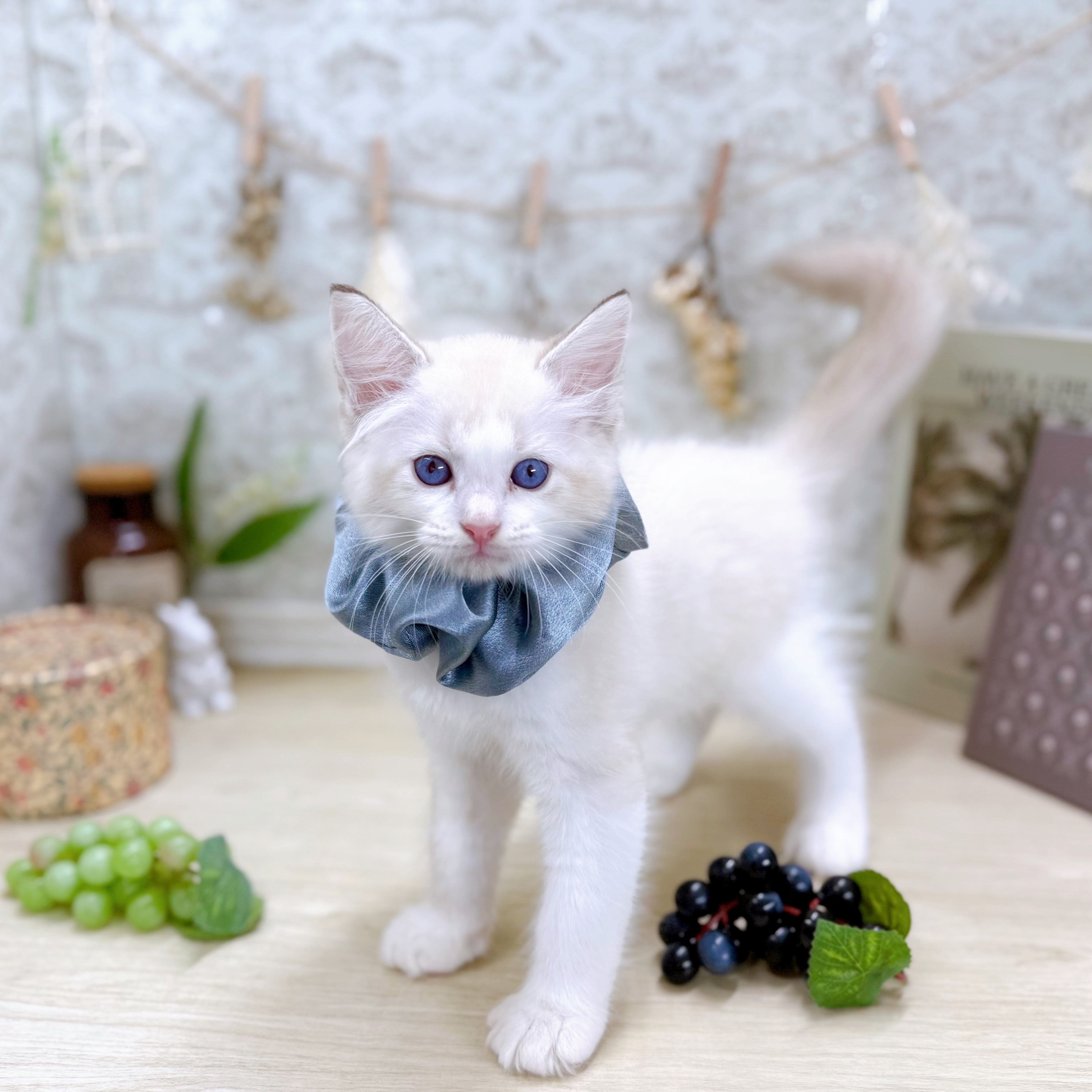 福井県のラグドール (犬の家＆猫の里アミーゴ福井大和田店/2025年6月29日生まれ/男の子/シールポイントバイカラー)の子猫の1枚目の画像