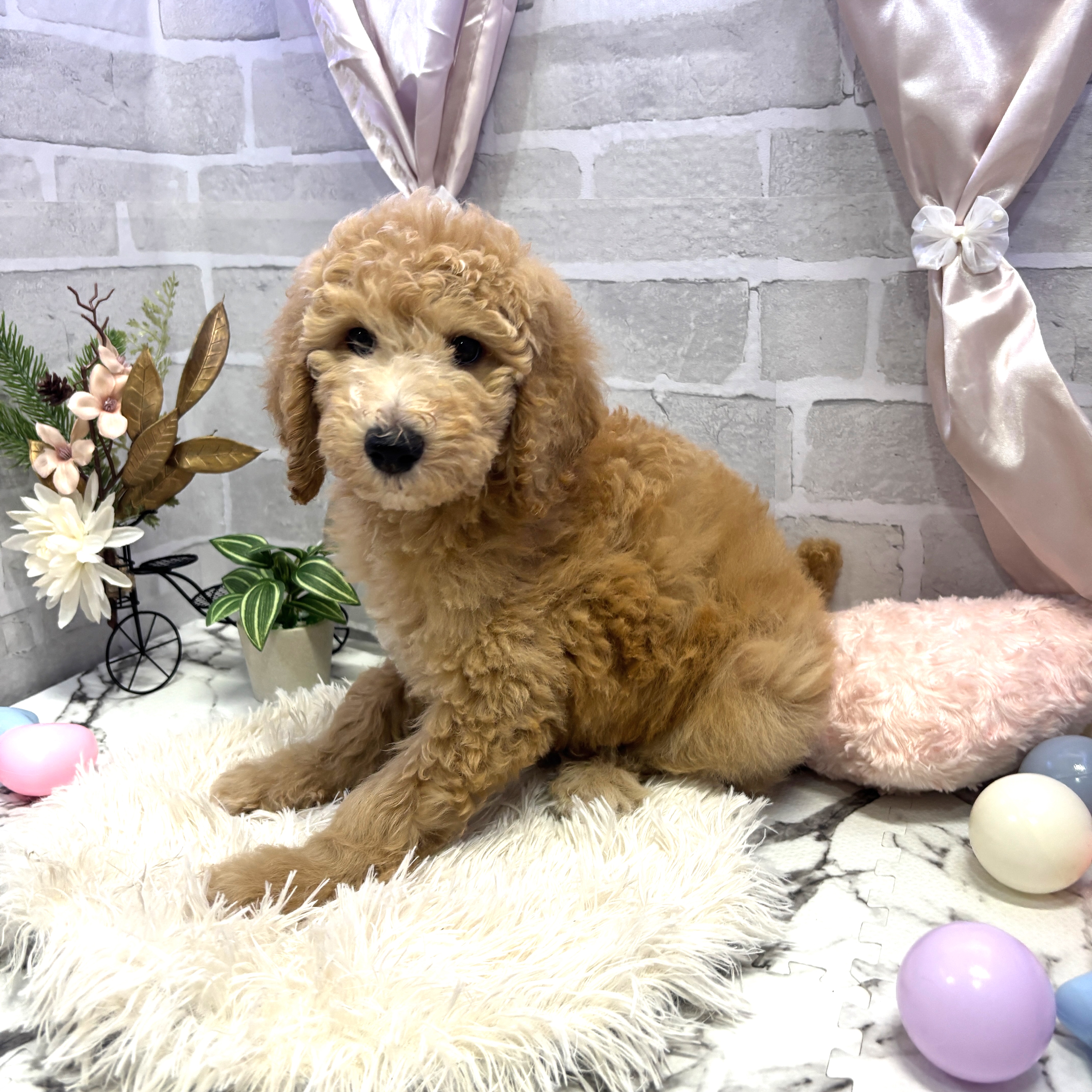 愛知県のスタンダードプードル (犬の家＆猫の里岡崎店/2025年6月28日生まれ/女の子/アプリコット)の子犬の1枚目の画像