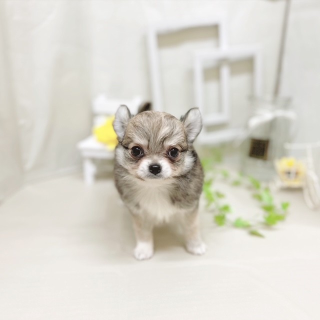 静岡県のチワワ(ロング) (犬の家＆猫の里藤枝店/2025年7月1日生まれ/男の子/フォーンホワイト)の子犬の1枚目の画像